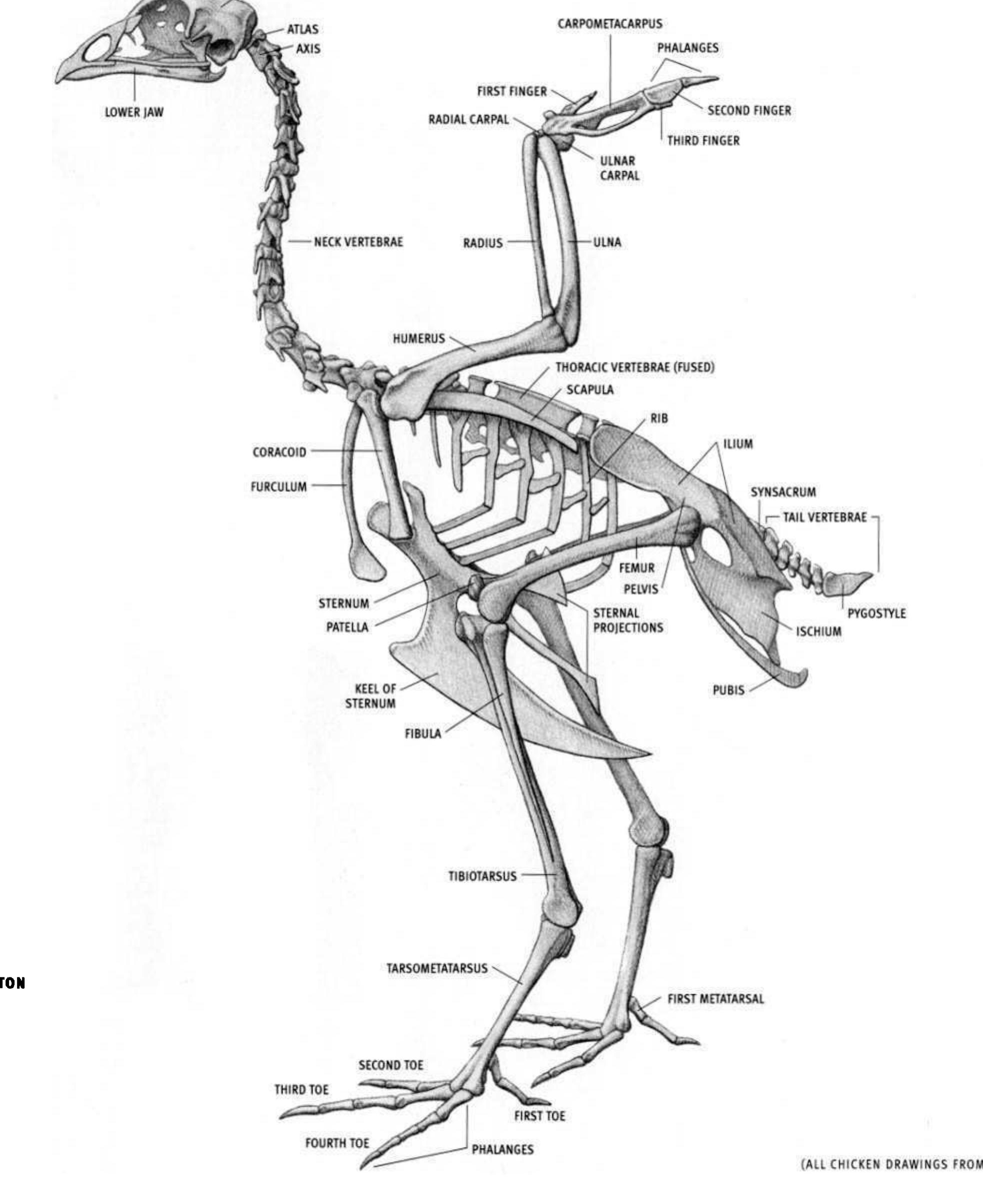 Figure 251 - from ANIMAL ANATOMY FOR ARTISTS
