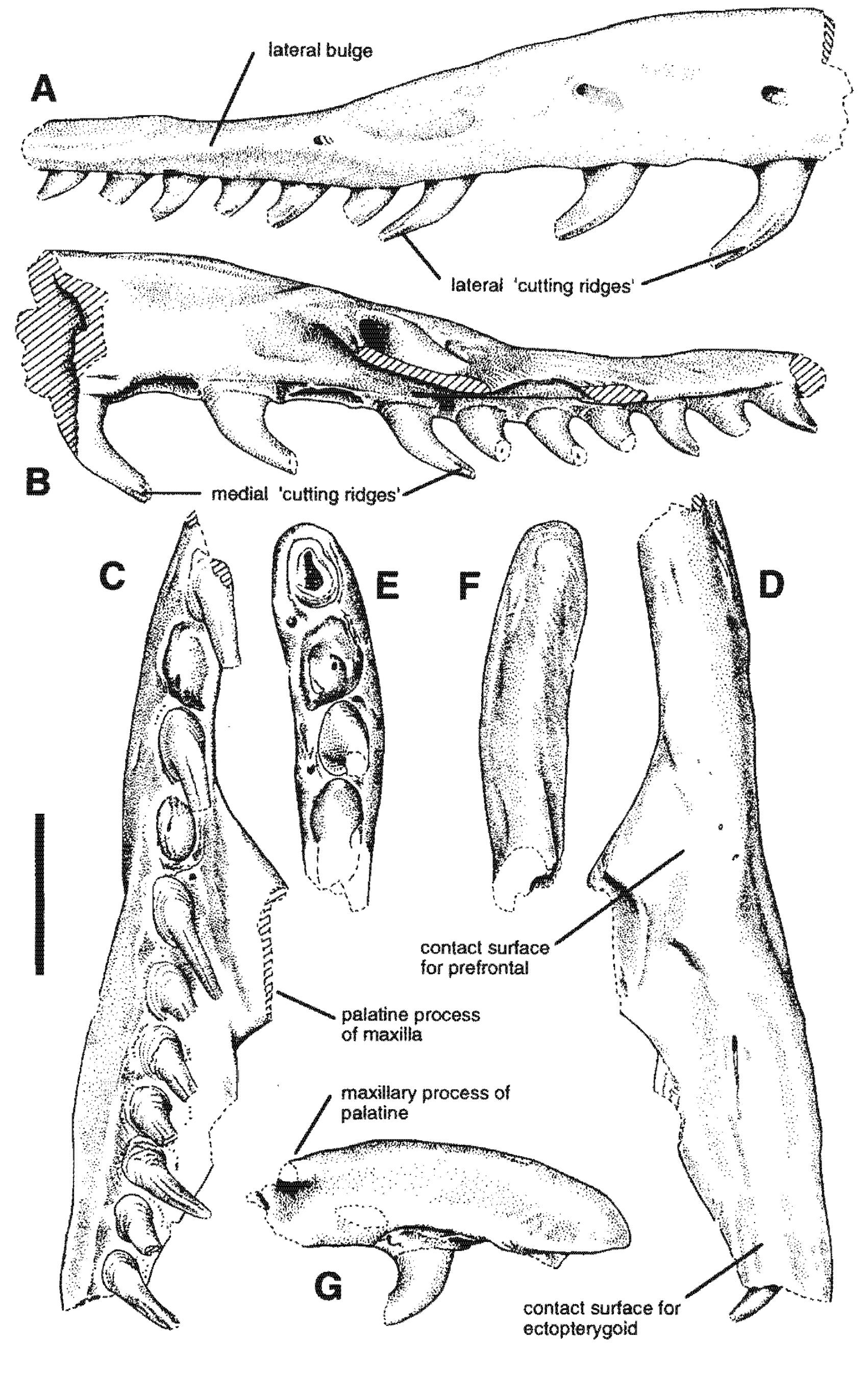 Figure 2 - from Montypythonoides: the Miocene snake Morelia