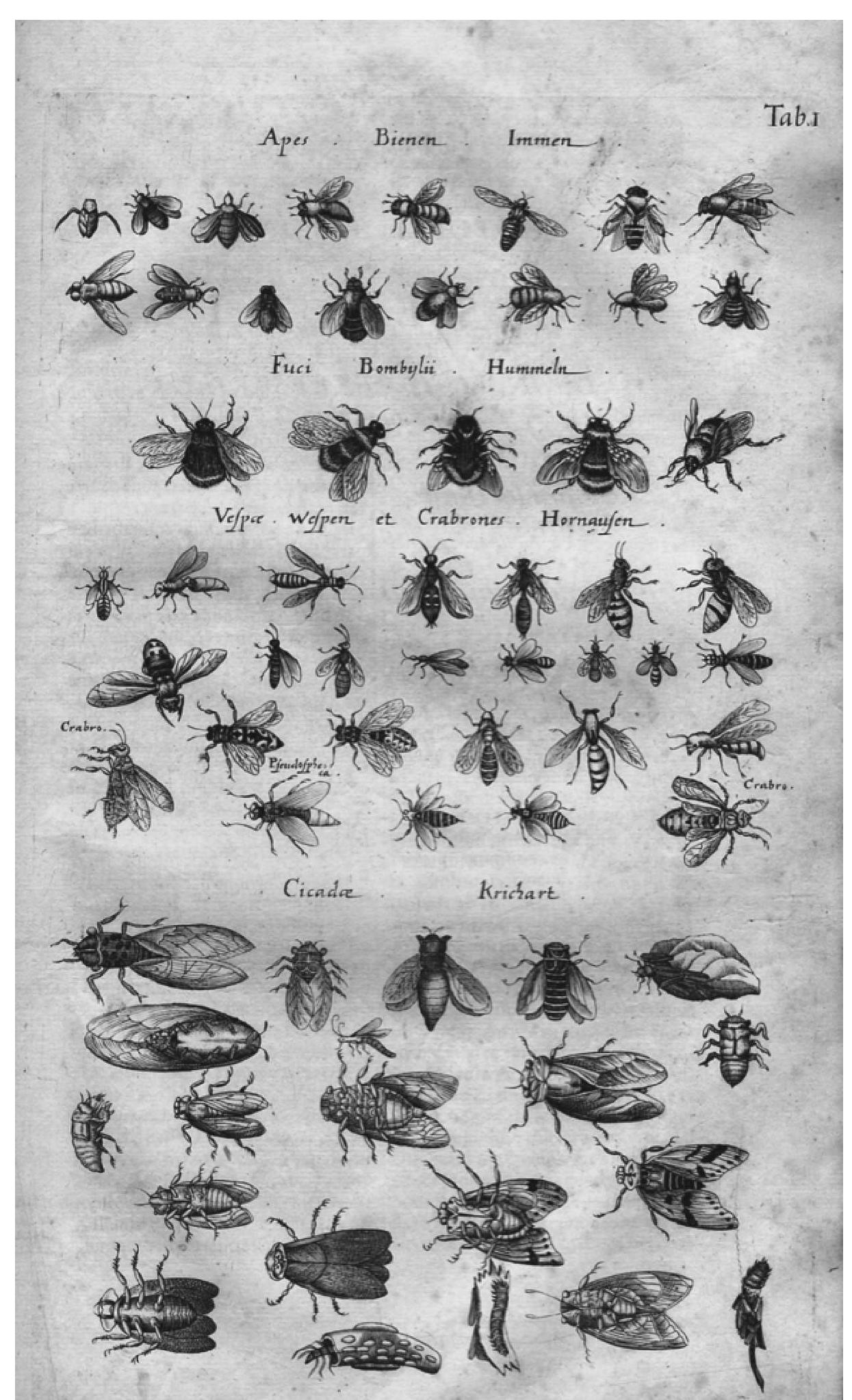 Samson Insectis Bees, wasps, hornets and cicadas. jonston, historia