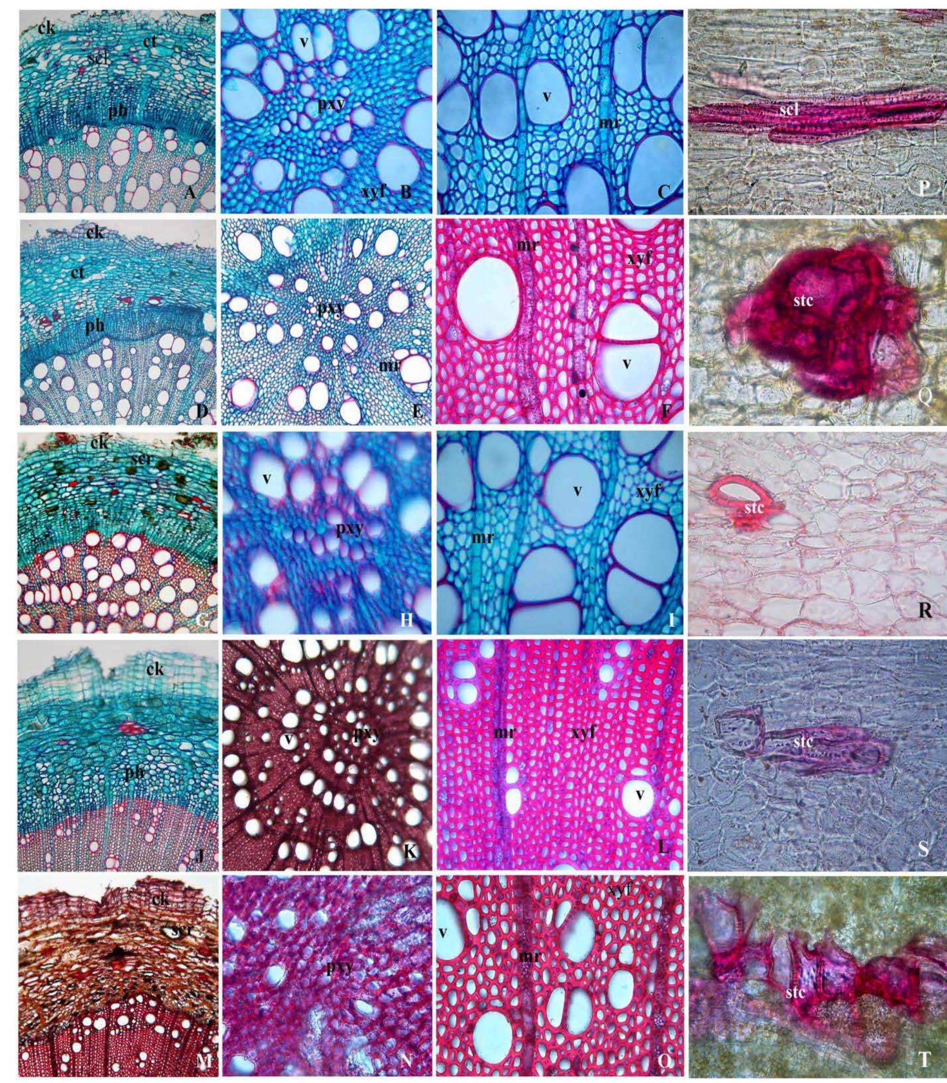 (PDF) Pharmacognostical And Phytochemical Comparison of Roots of ...
