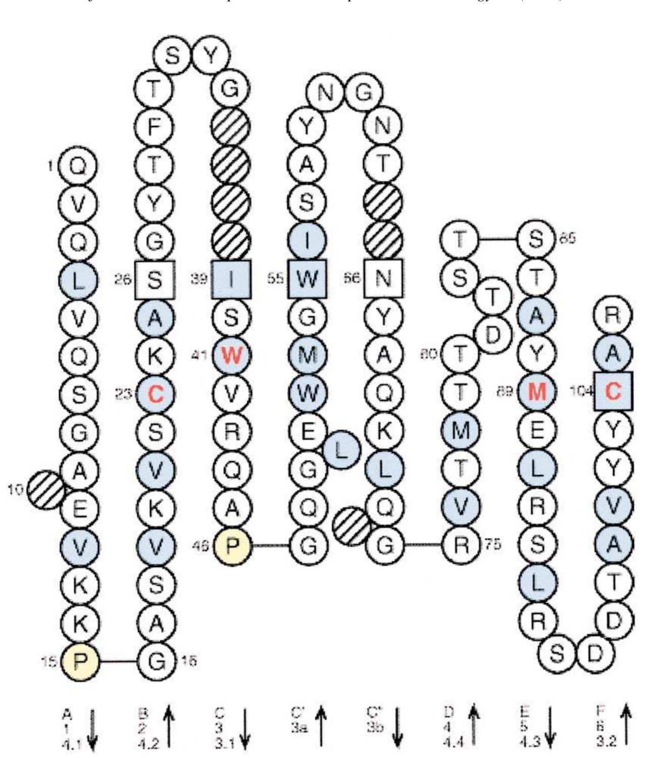 Figure 2 - from IMGT unique numbering for immunoglobulin and