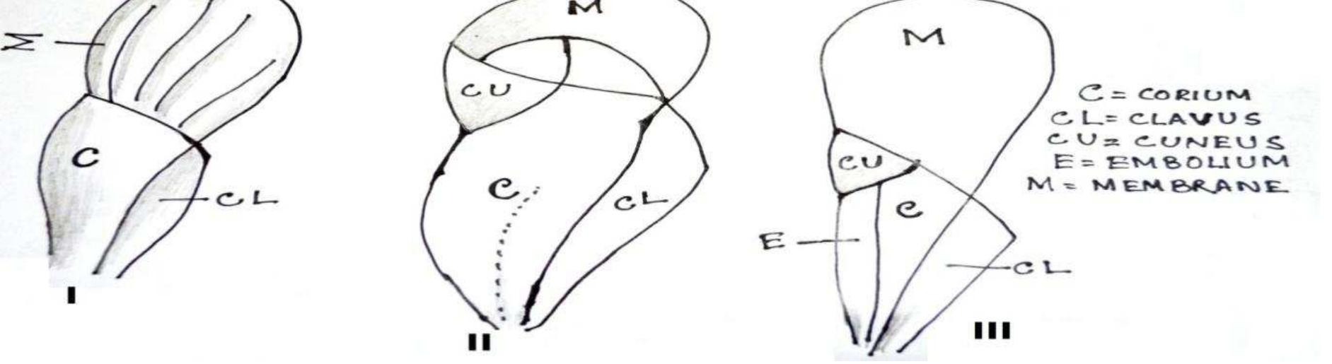 Corium Insects (PDF) Insects wings