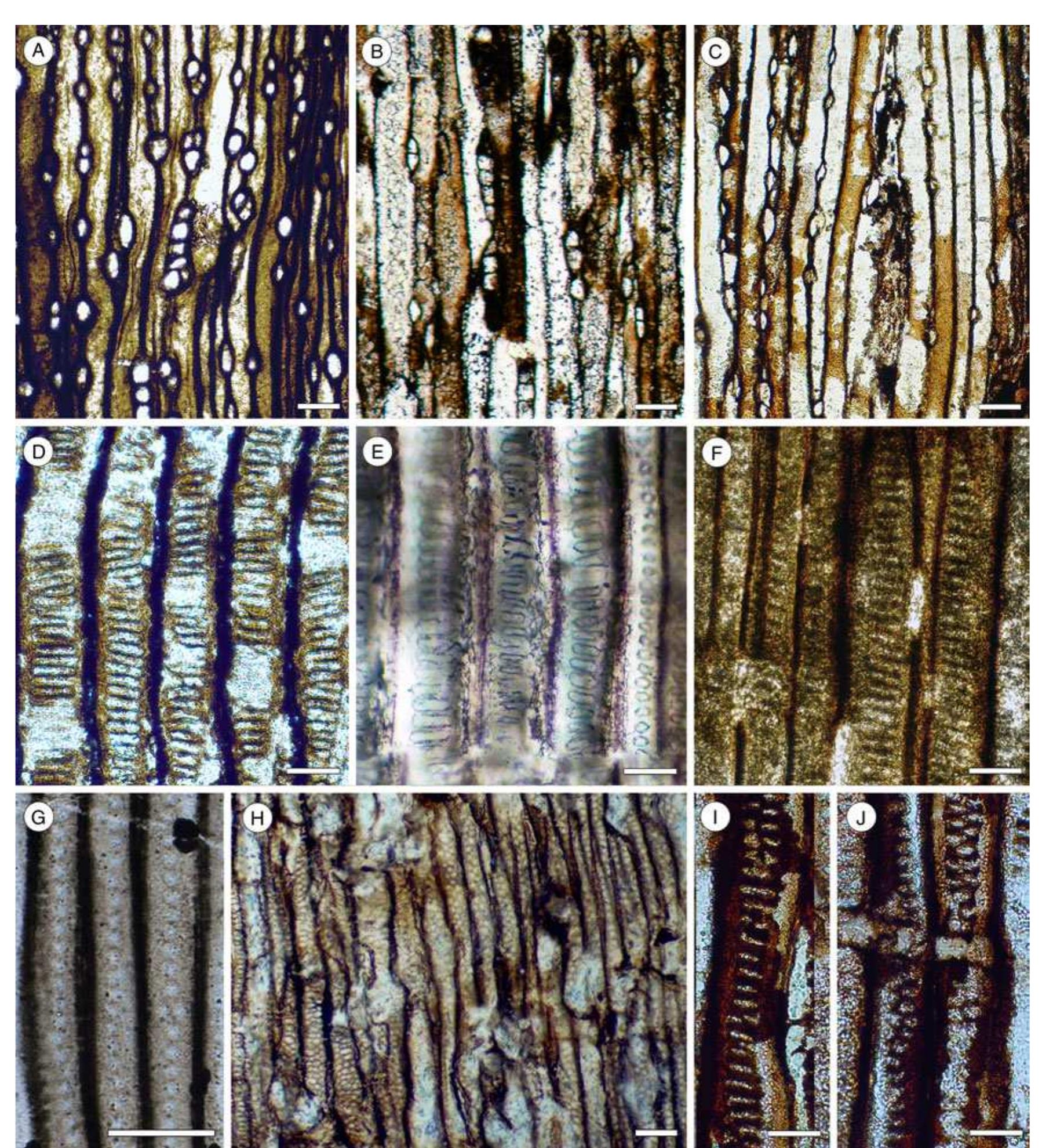 2014 - The Early Carboniferous progymnosperm Protopitys: new data on ...