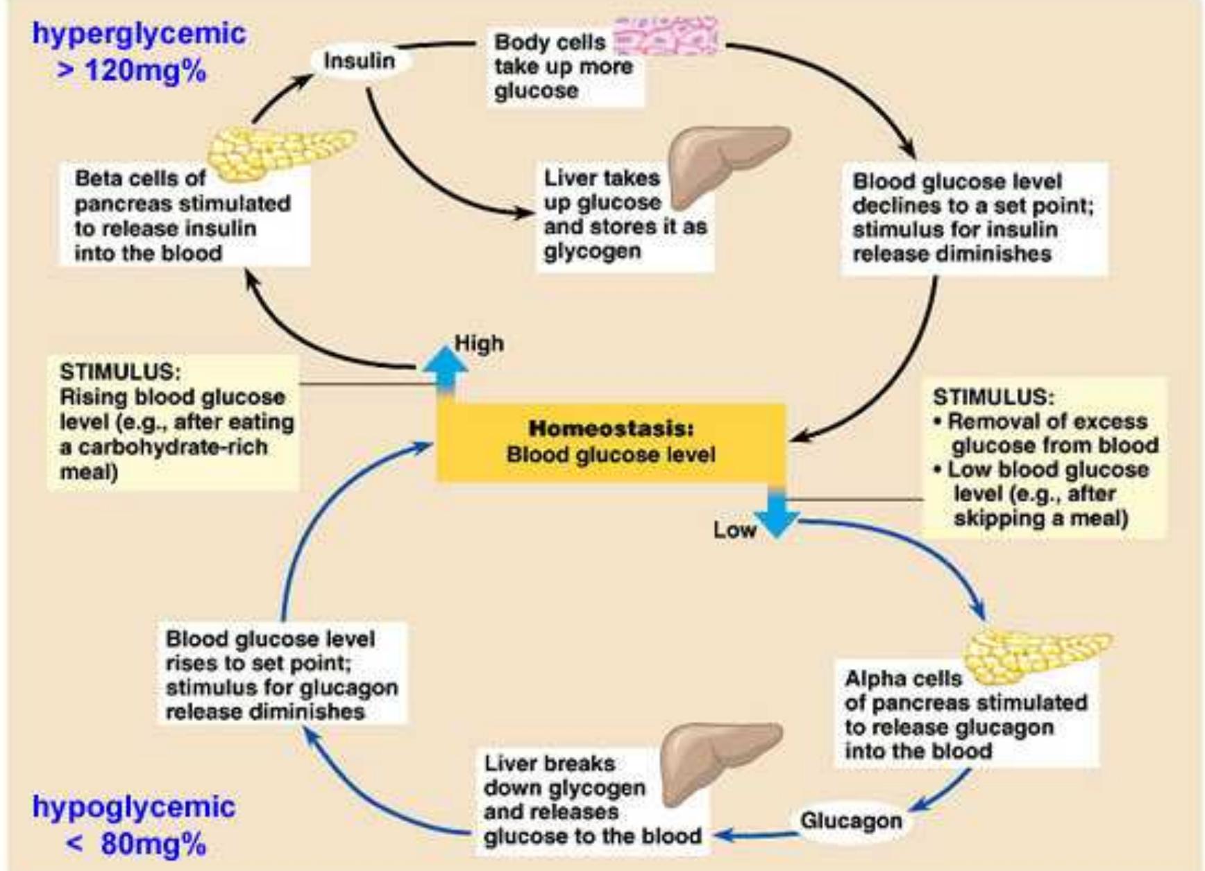 Homeostasis Diagram For Glucose Regulation