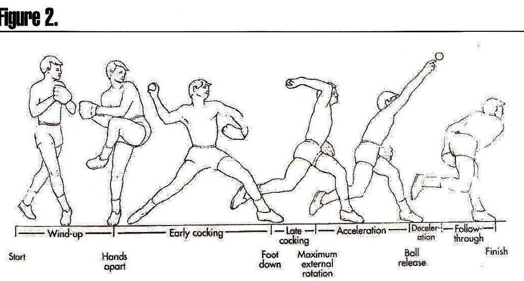 The stages of the overhead throwing motion. (reprinted with