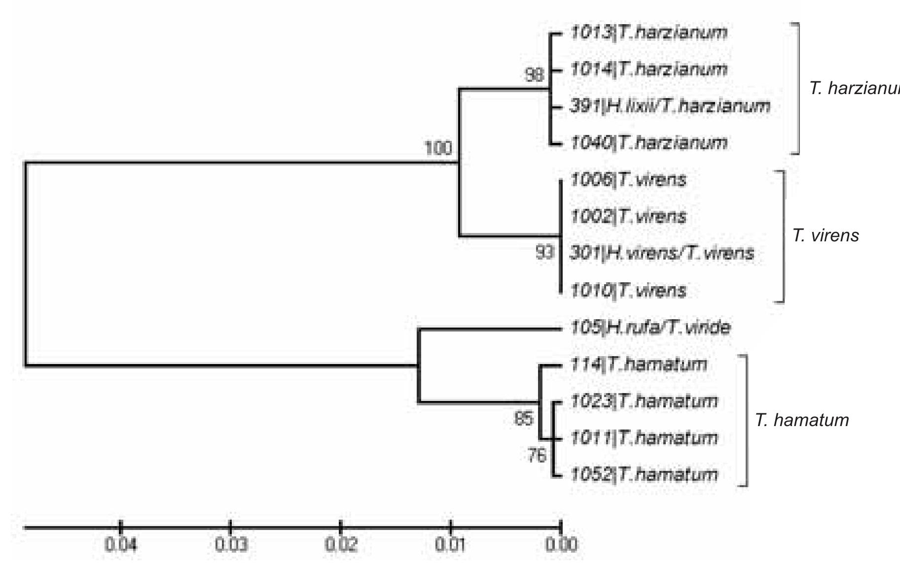 Trichoderma Key (PDF) identification of trichoderma