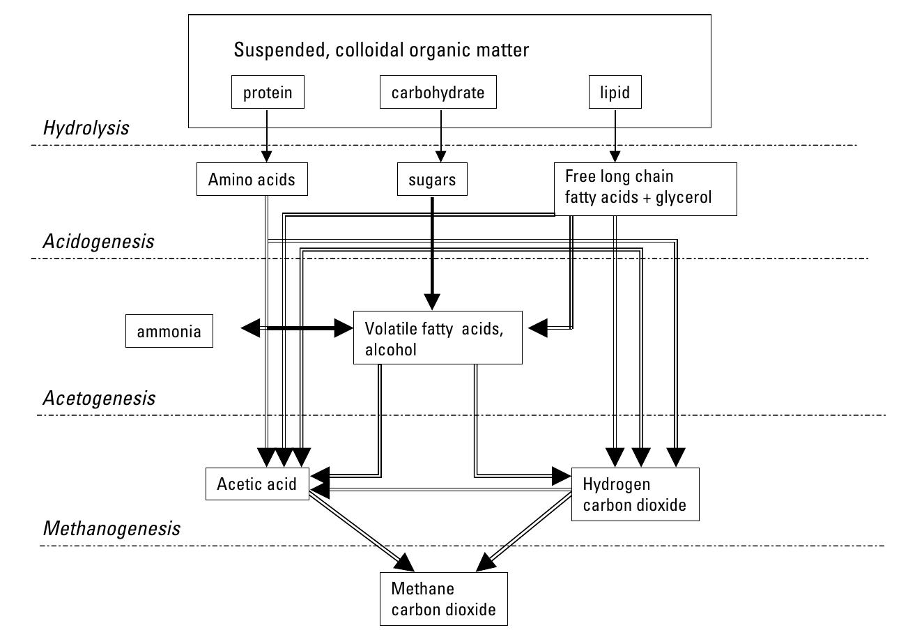 Simplified schematic representation of the anaerobic