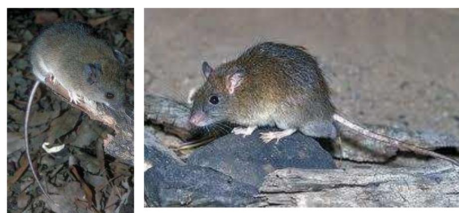 Native Bush Rats Victoria Images Figure 12 - from Indigenous Heritage near Queen's Wharf