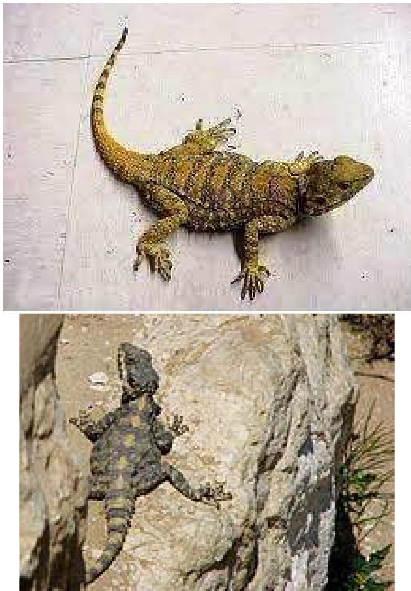 (PDF) Agamidae field guide