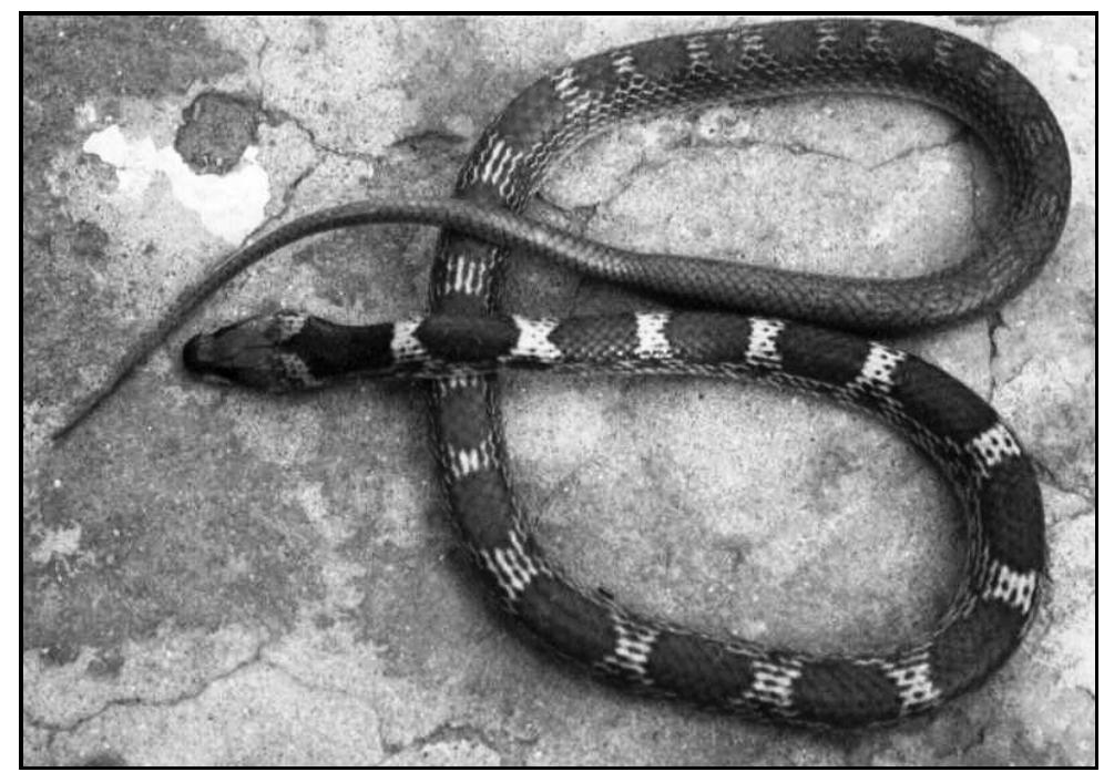 Snake Lycodryas (PDF) lycodon behavior reproduction