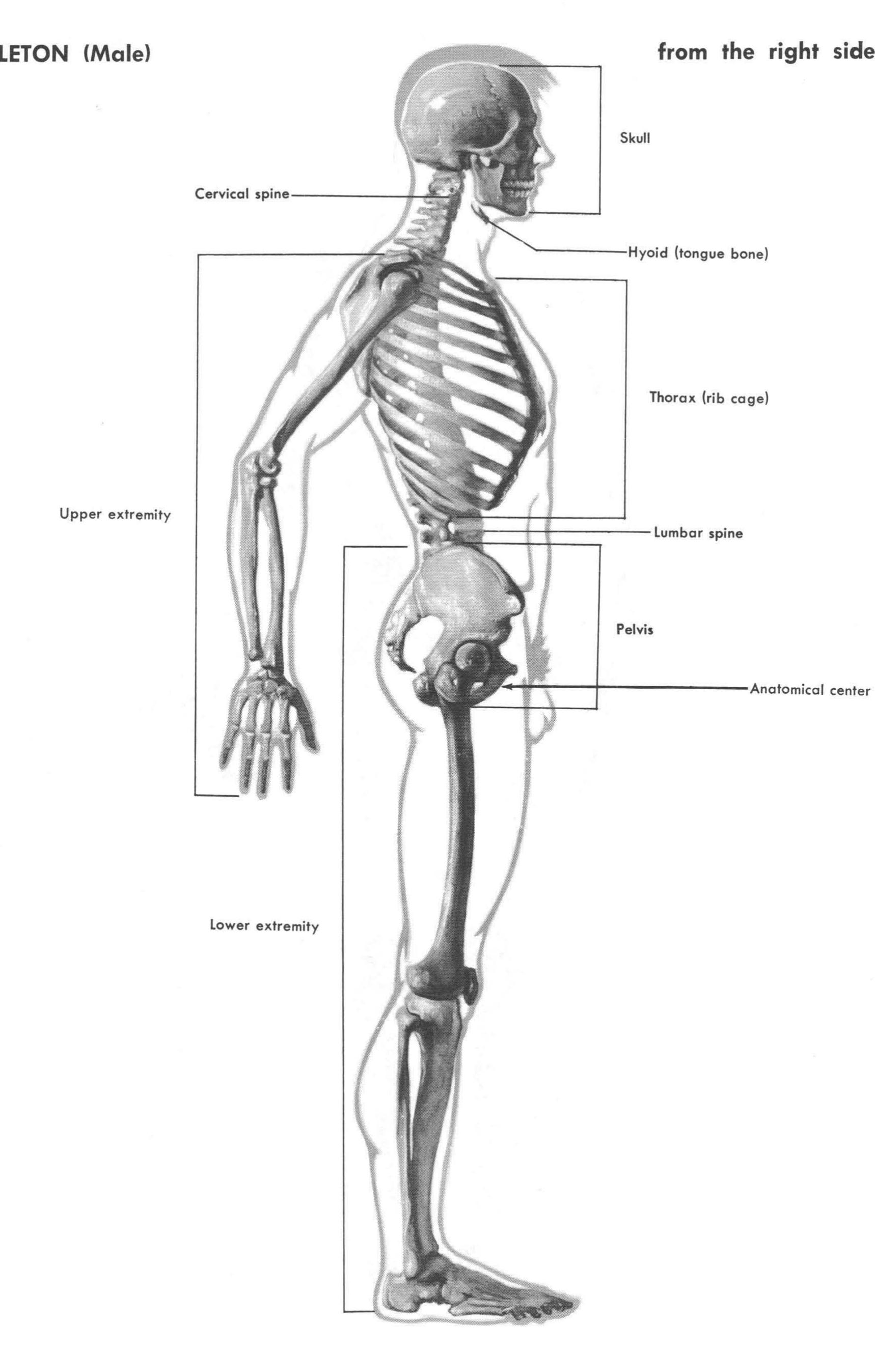 PDF) Atlas of Human Anatomy for the Artist, image size:1718x2658
