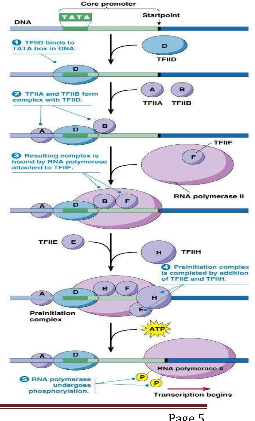 Figure 4 - from Eukaryotic transcription