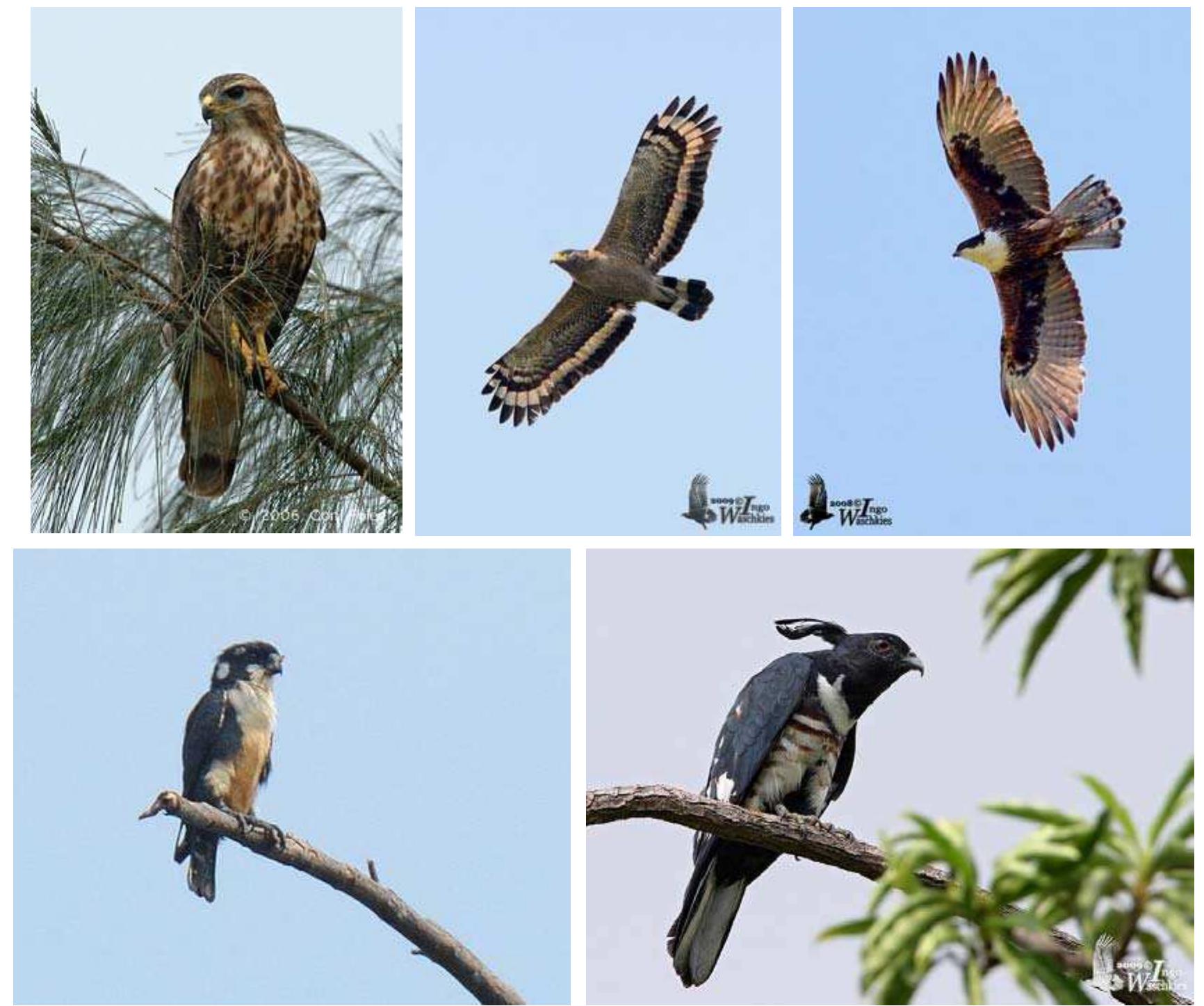 Figure 2 - from An Introduction to the Raptors of Southeast