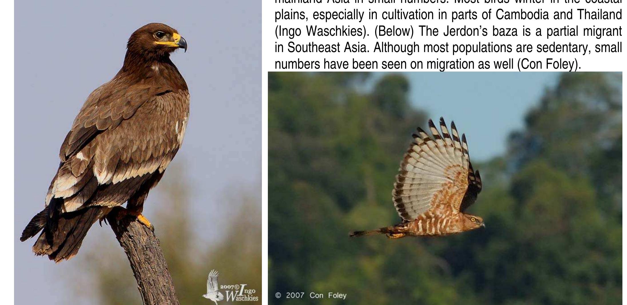 Migratory Raptors 7.4.4 raptor migration in singapore feo e eee ee ee: ee i ee