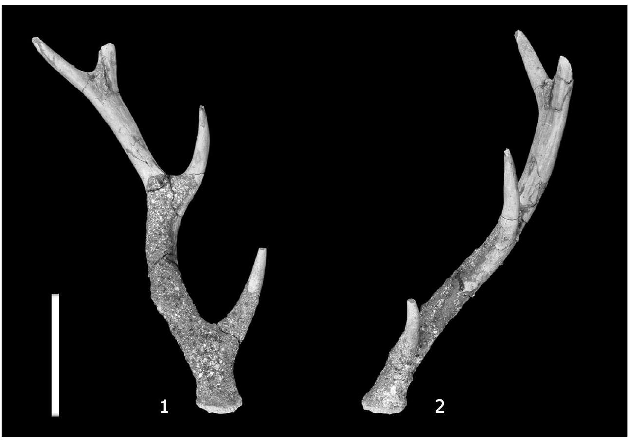 (PDF) Cervid Fossils from the Kiyokawa Formation of Shimosa Group ...