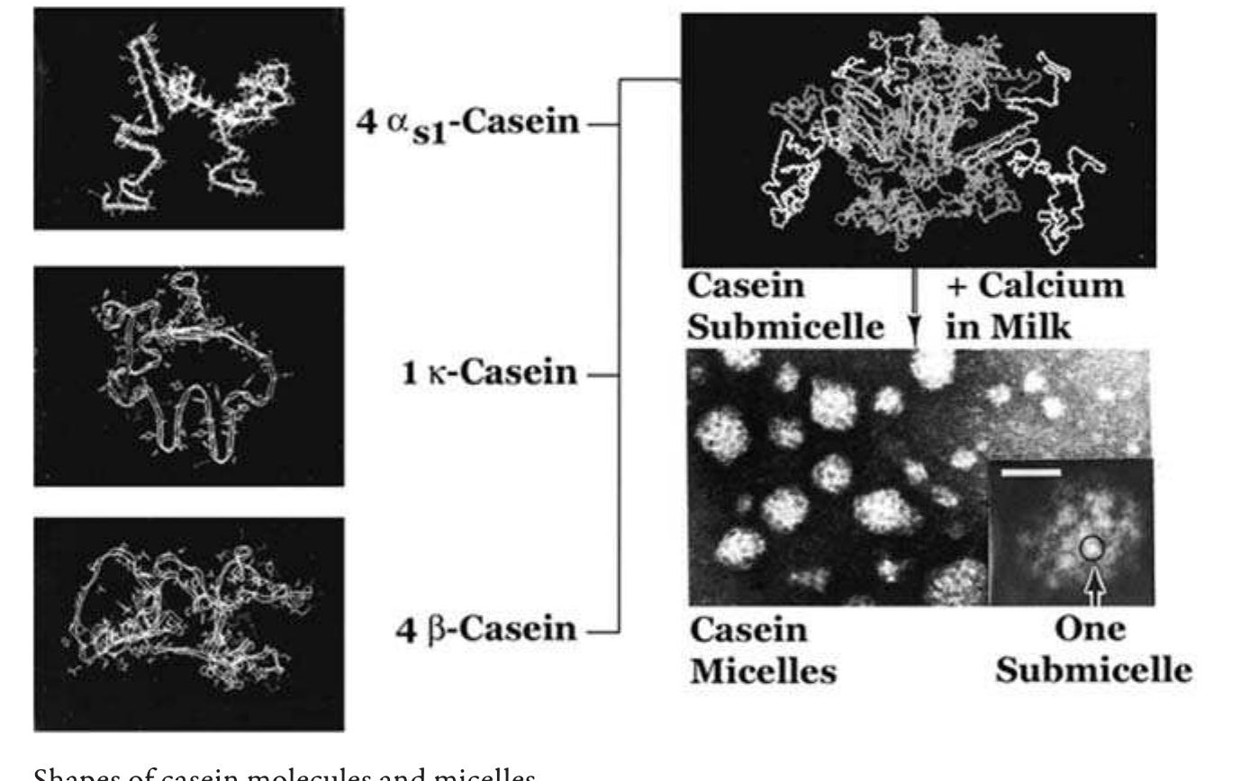 (PDF) the science of cheese - Michael H. Tunick Versi Inggris
