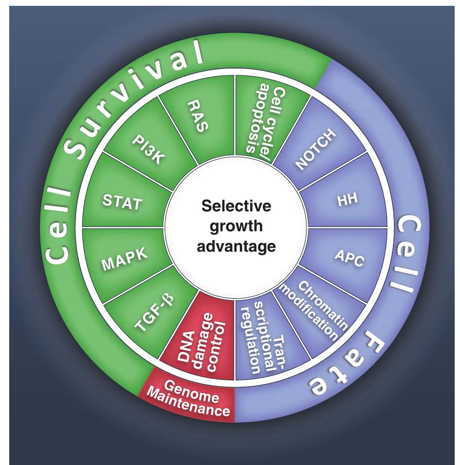 Figure 7 - from Cancer Genome Landscapes