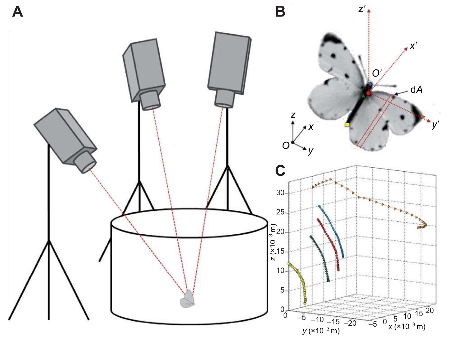 Figure 3 - from Force balance in the take-off of a pierid