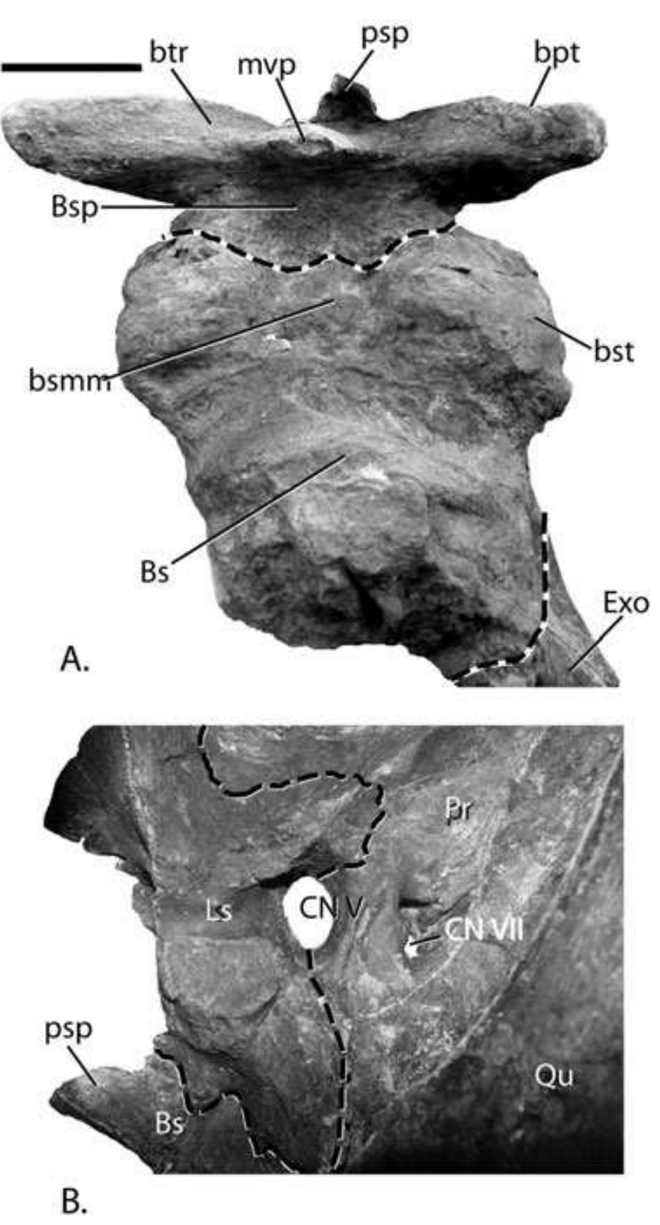 Gryposaurus monumentensis gen. et sp. nov. (ram 6797) right