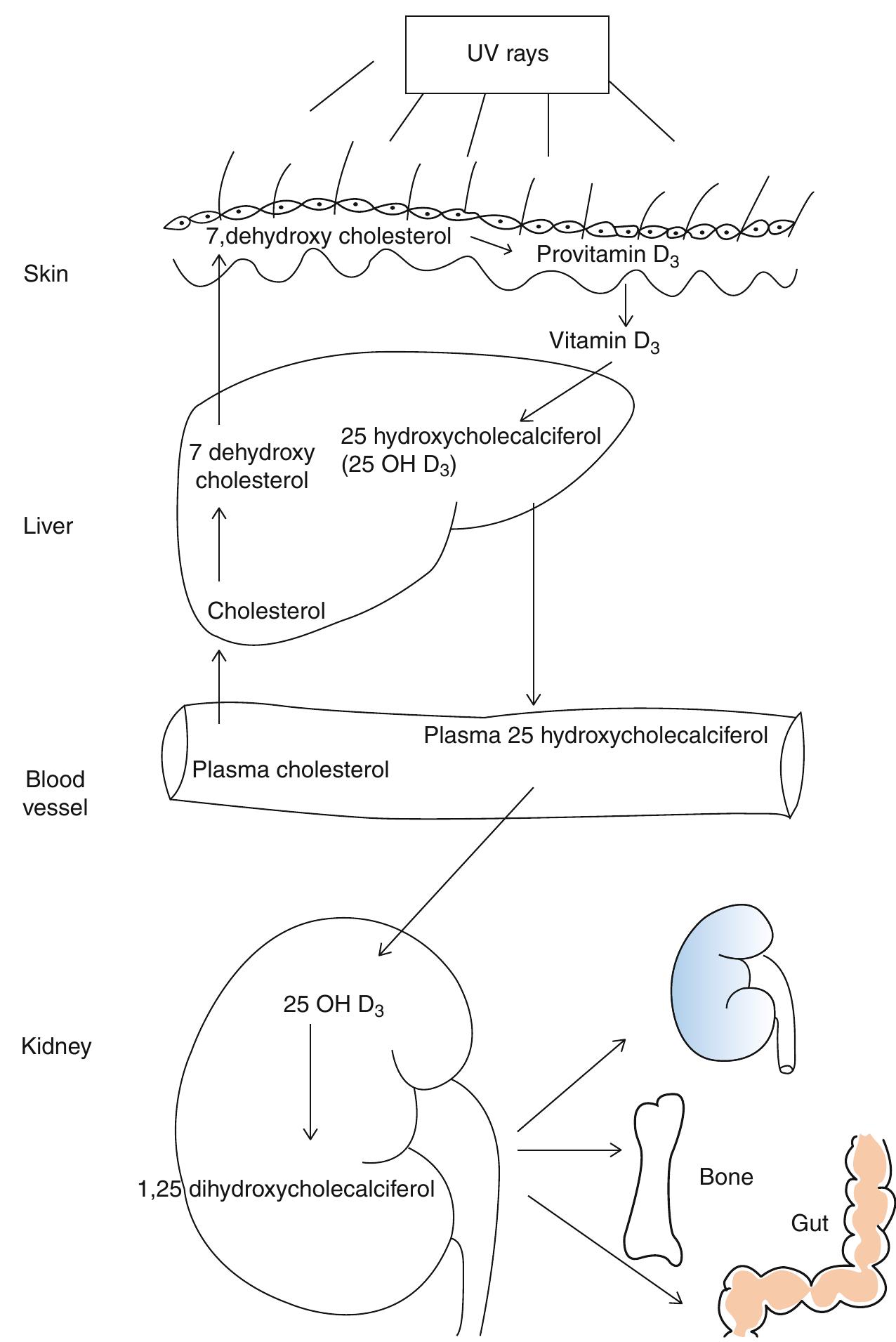 8 Synthesis And Sources Of Vitamin D And Its Hydroxylation 8-synthesis-and-sources-of-vitamin-d-and-its-hydroxylation