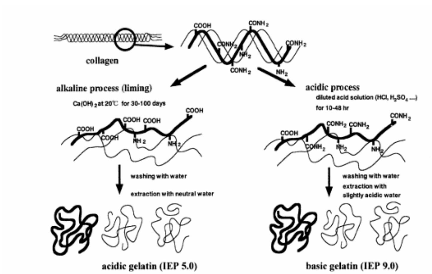 Extraction Collagen Vector Structure of type i collagen molecule. (yamauchi & shiiba,