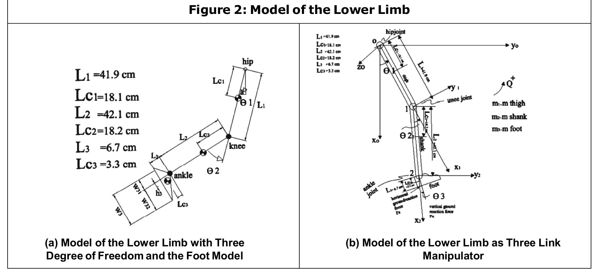 (PDF) A modified Dynamic model of the human lower limb during complete ...