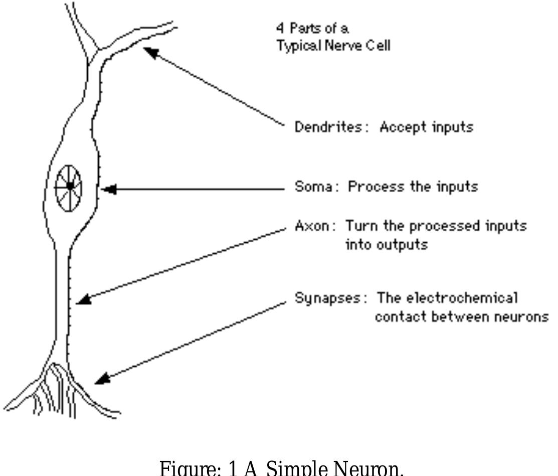 Natural Neuron (PDF) BASICS OF ARTIFICIAL NEURAL NETWORK