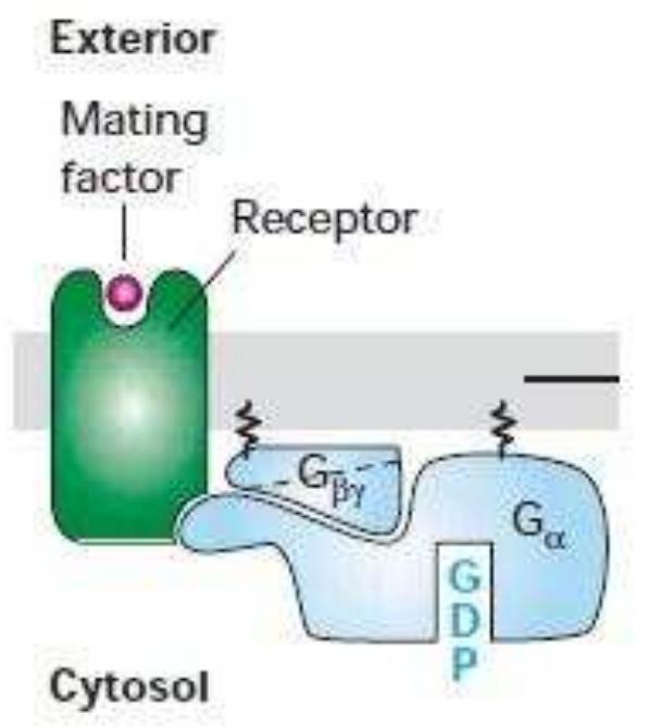 Loop Send Receptor Figure 17 - from Kuk M.Sc. Zoology 1st Sem Notes
