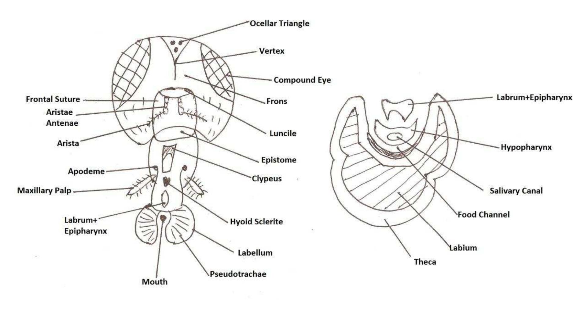 Figure 70 - from Kuk M.Sc. Zoology 1st Sem Notes