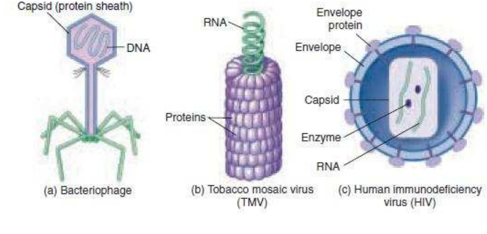 String Virus Figure 2 - from Virus - structure, classification