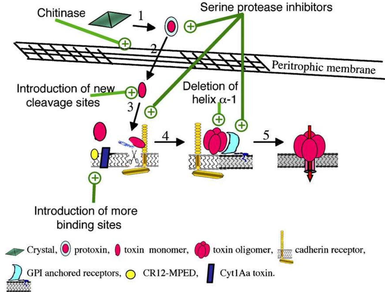 Prototoxin Fire Figure 1 - from Strategies to improve the insecticidal