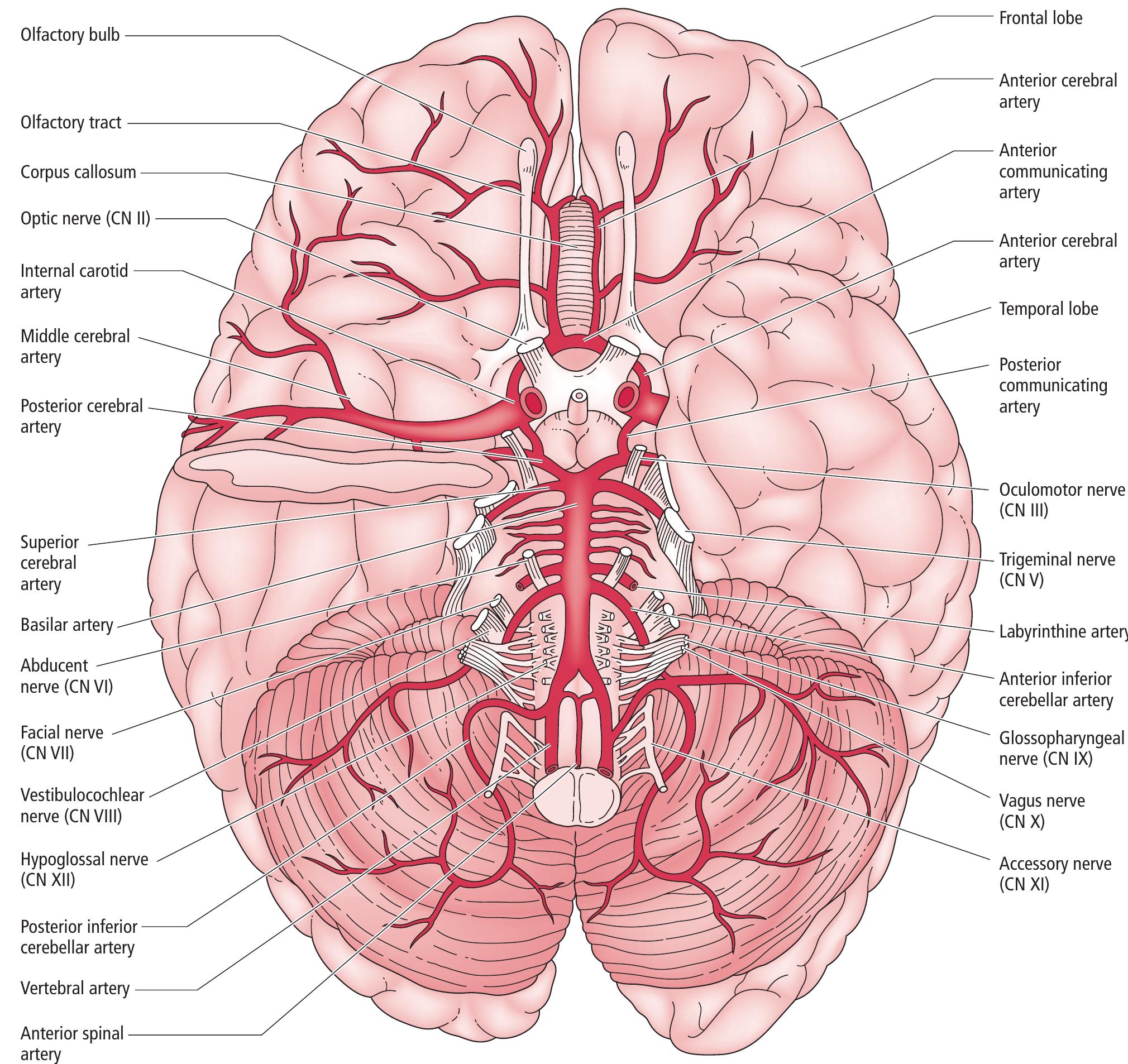 Figure 4 From ANATOMY OF THE BRAIN