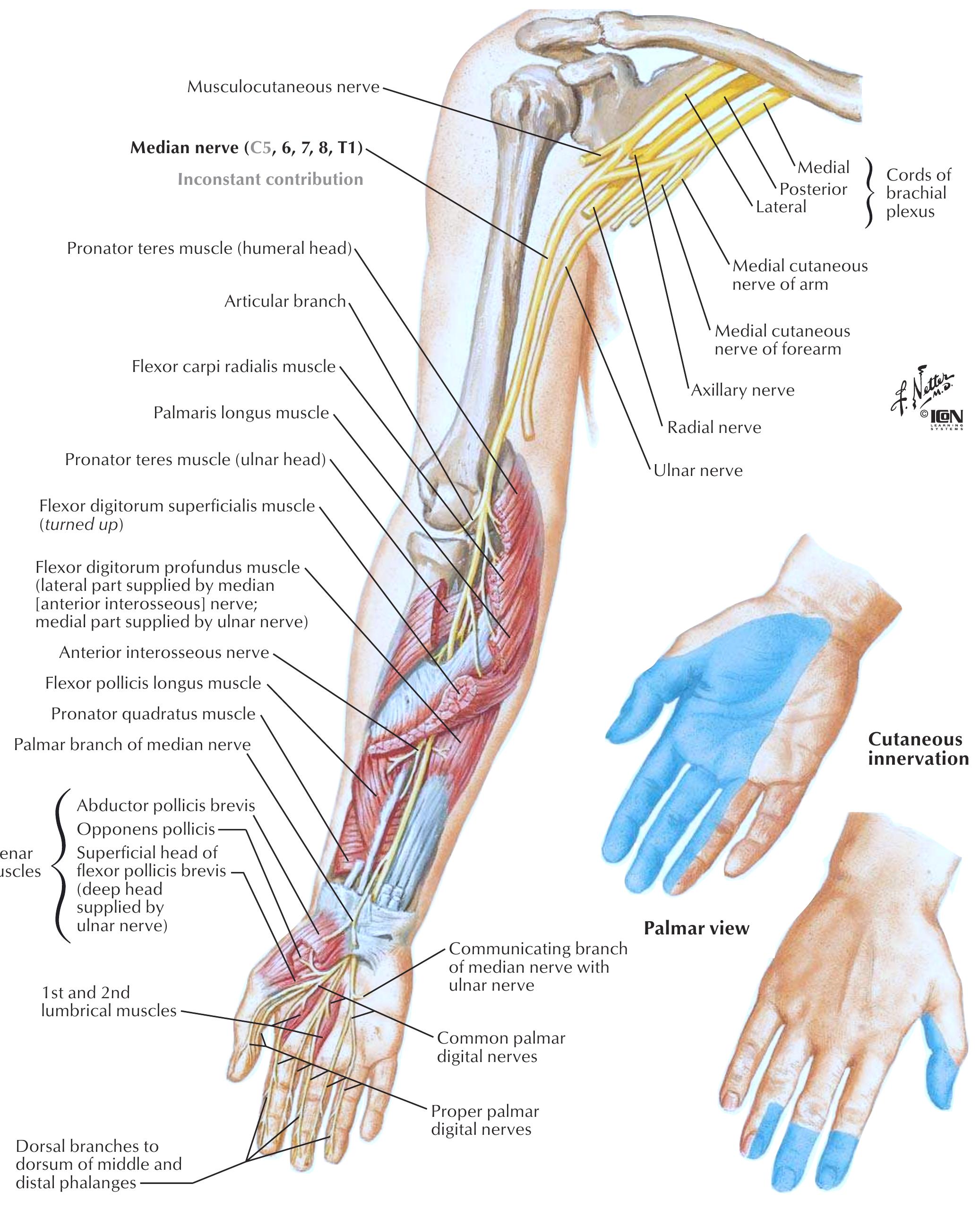 Figure 46 - from Atlas of Neuroanatomy and Neurophysiology.