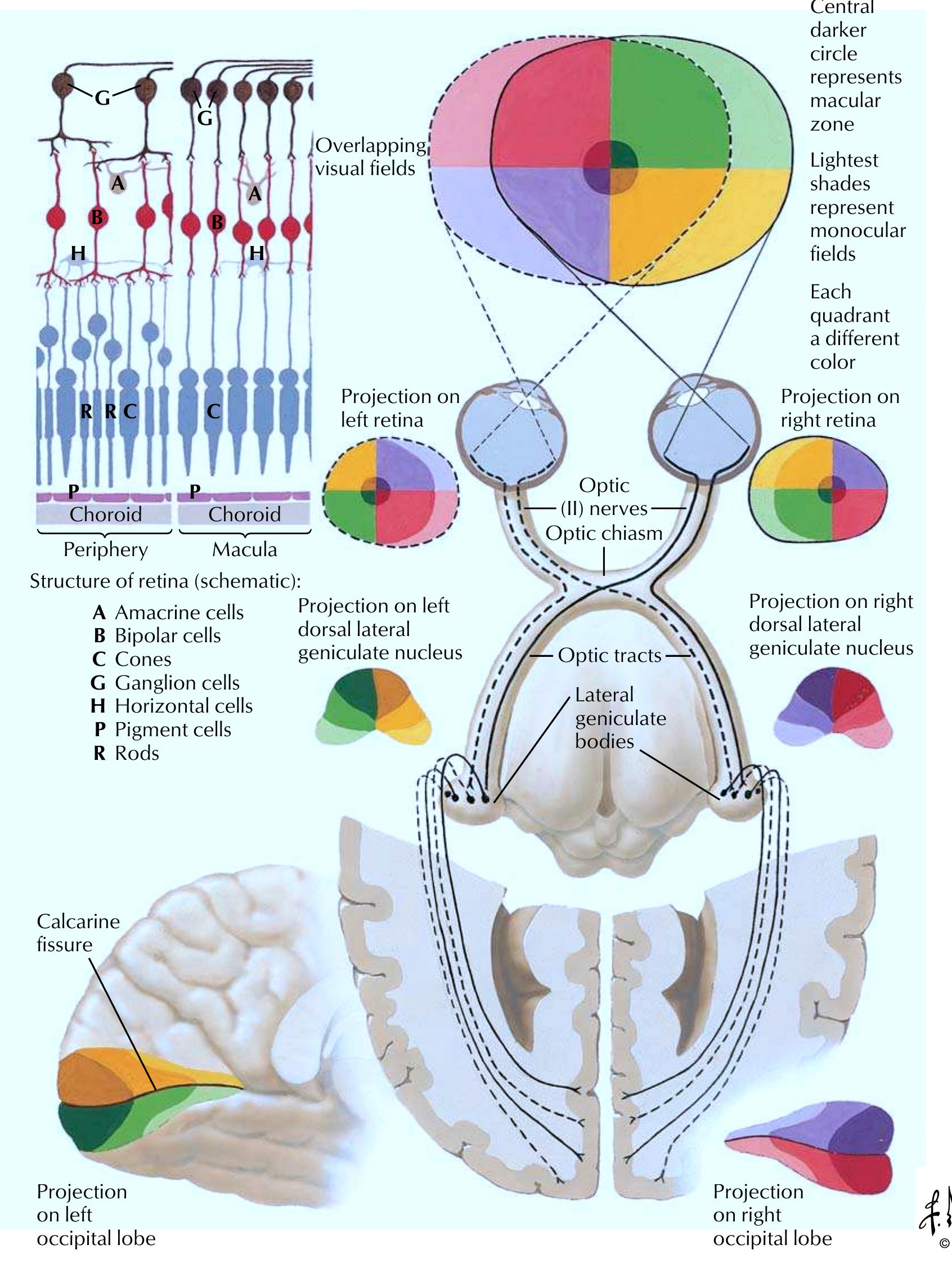 Figure 94 - Atlas of Neuroanatomy and Neurophysiology.