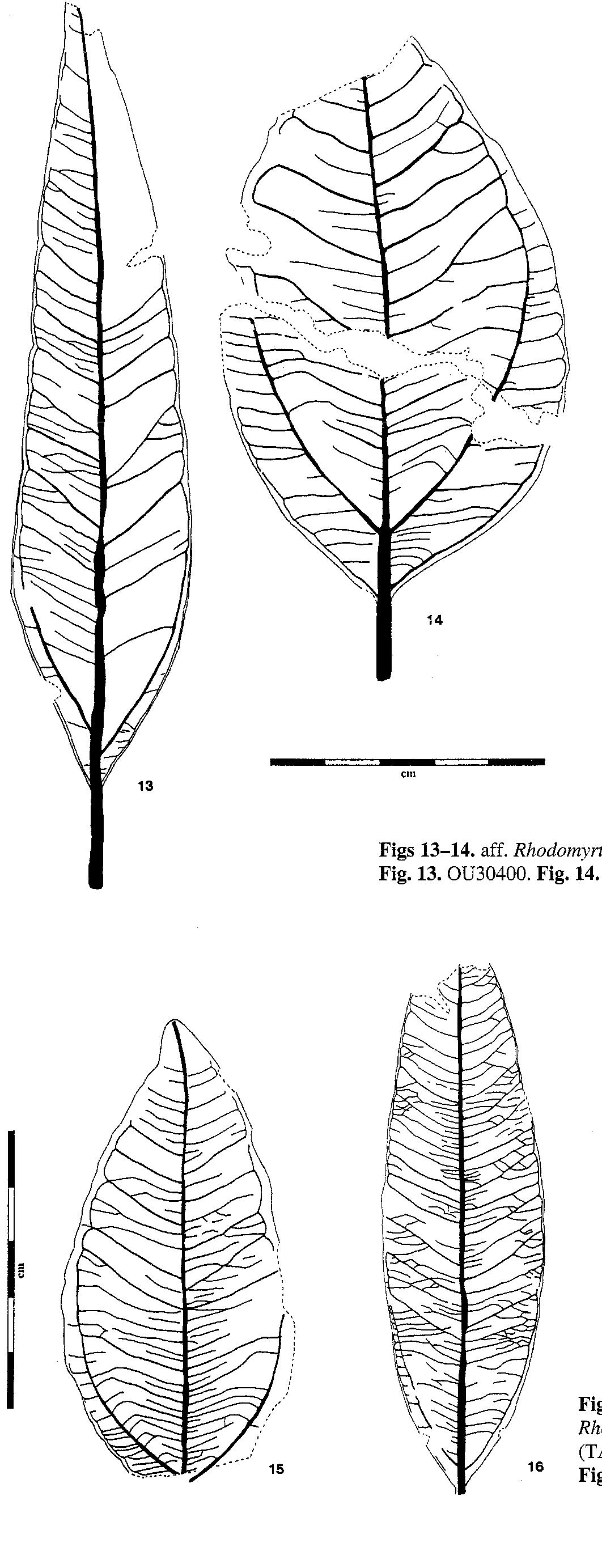 Figure 5 - Pole 1994 An Eocene Macroflora From the Taratu