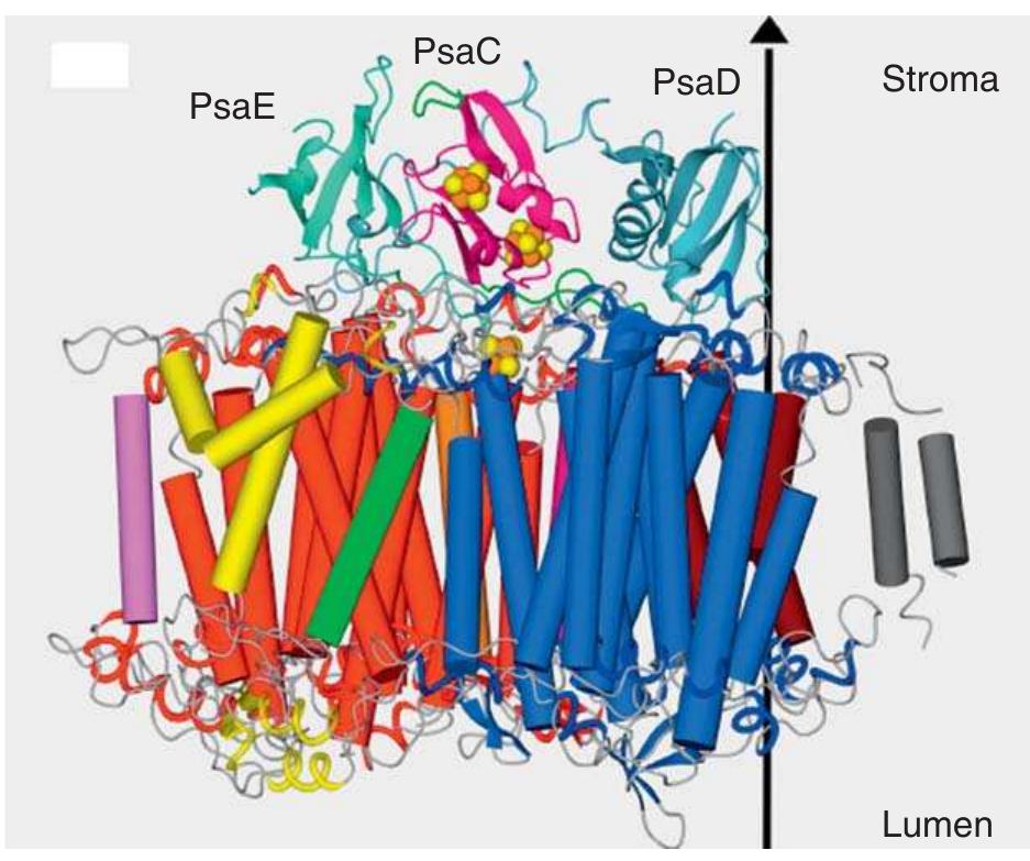 Psac Components Proposed structure of the water-splitting complex of ps ii,