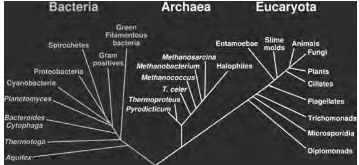 Tree Rumen Archaea 3 a phylogenetic tree of living things, based on rna data