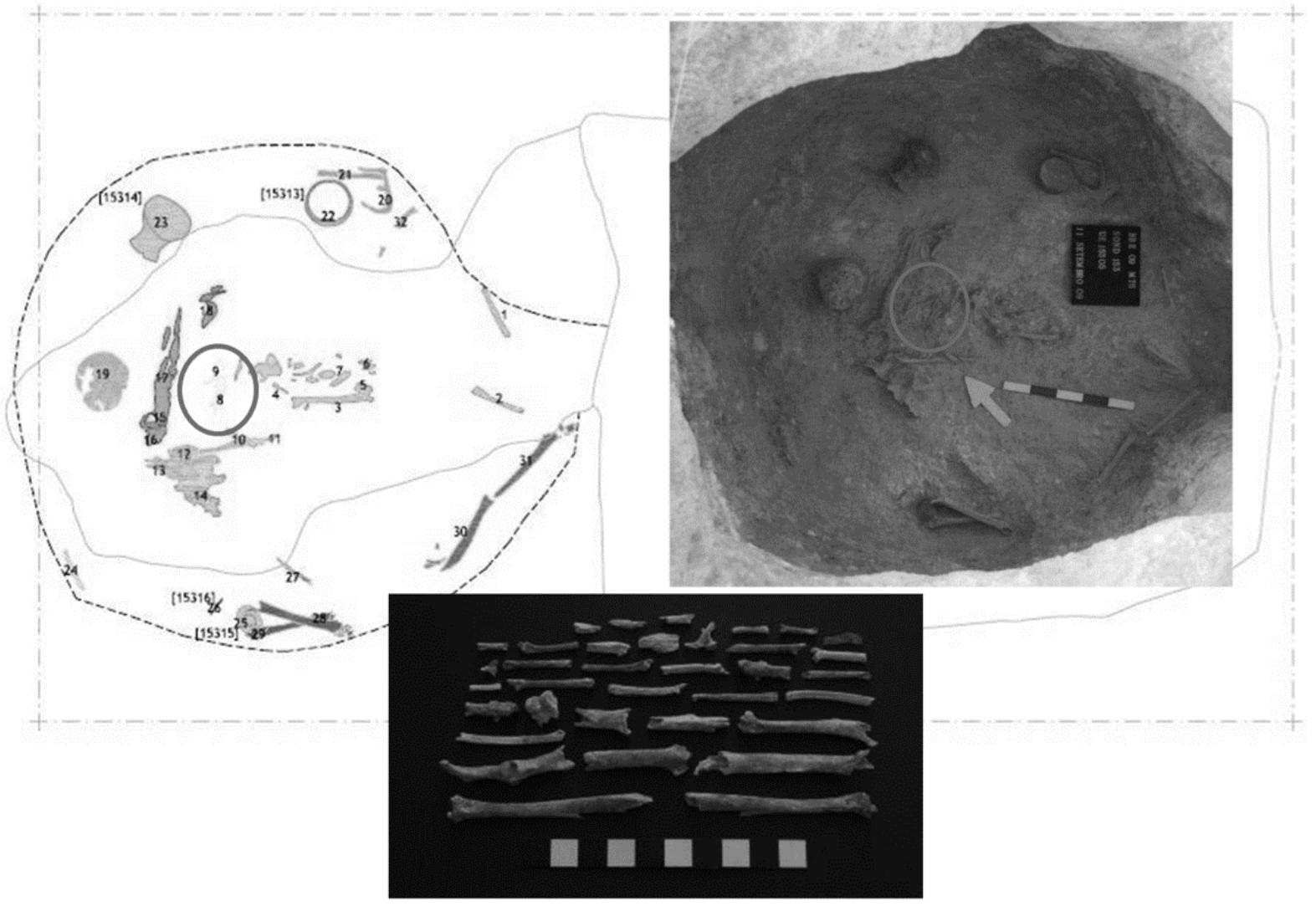 Figure 10 - Hypogeum 153 - Partial skeleton of a rabbit among bones from a female skeleton, mostly disarticulated. 