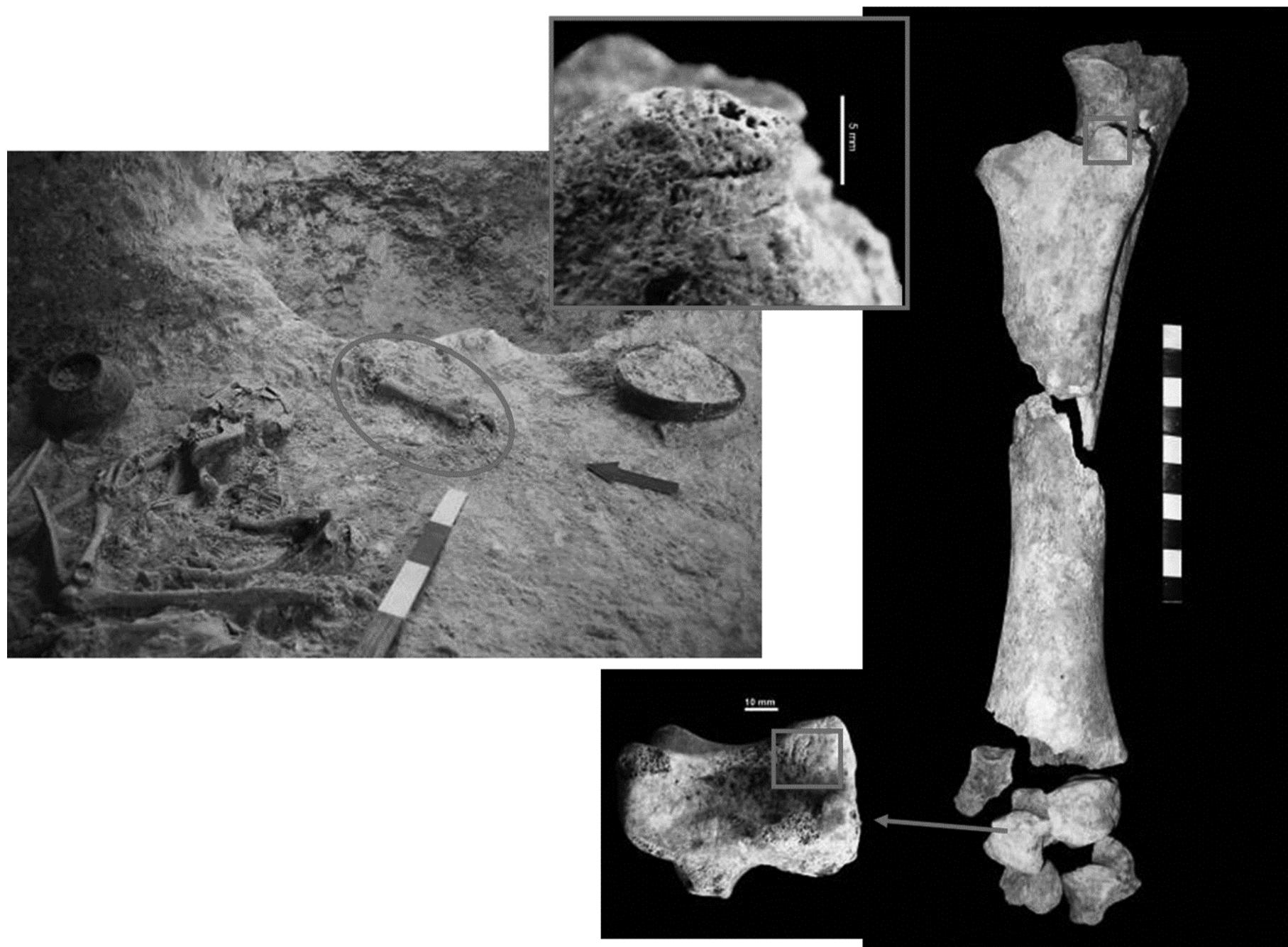 Figure 11 - Hypogeum 155 — Bos, with cut marks, associated to a female skeleton. 