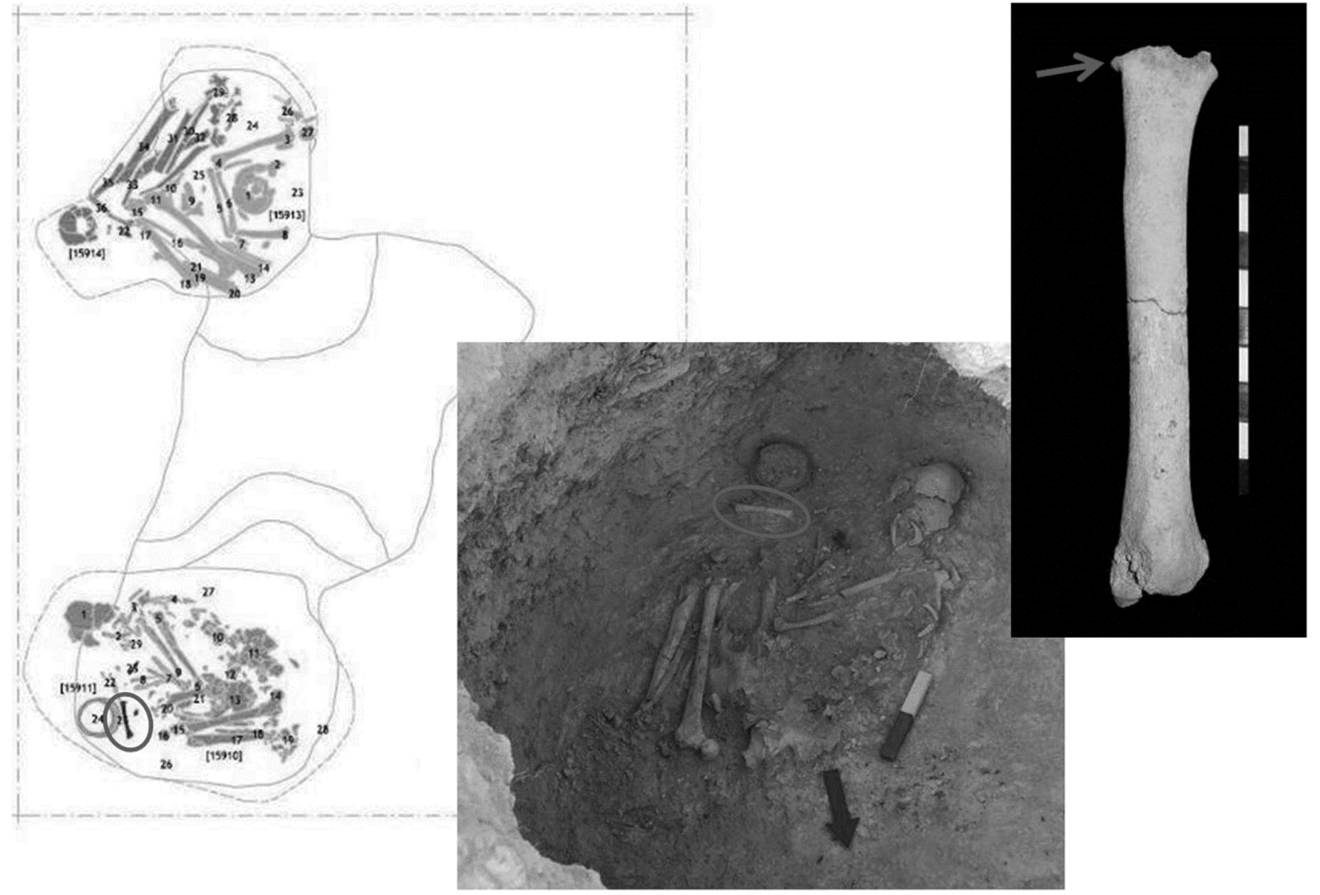 Figure 12 - Hypogeum 159 — Ovis/Capra radius, with cut marks. Associated with a female skeleton. 