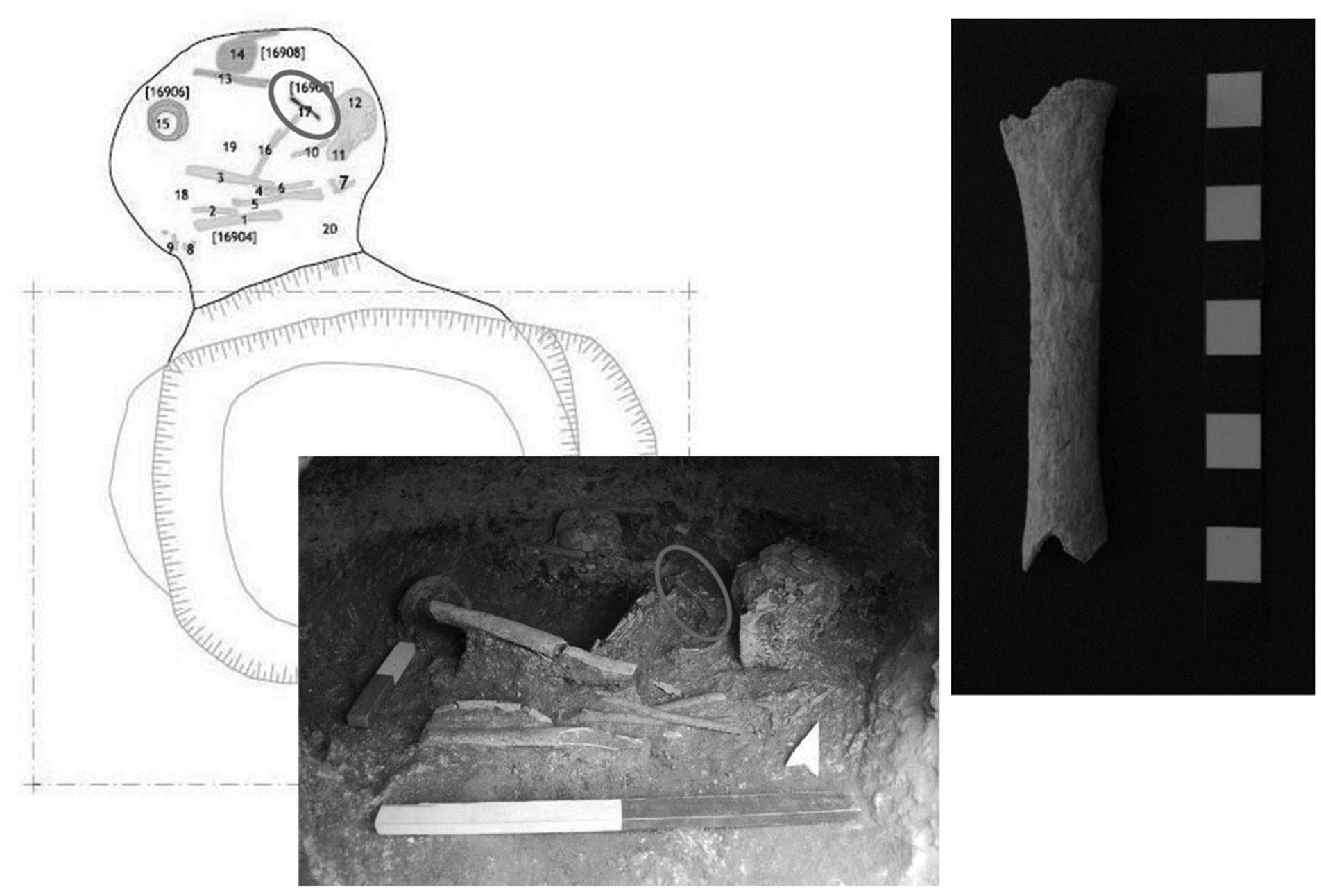 Figure 13 - Hypogeum 169 —Radius diaphysis (of a mid-size animal) associated with a human skeleton of undetermined sex, probably a male. 