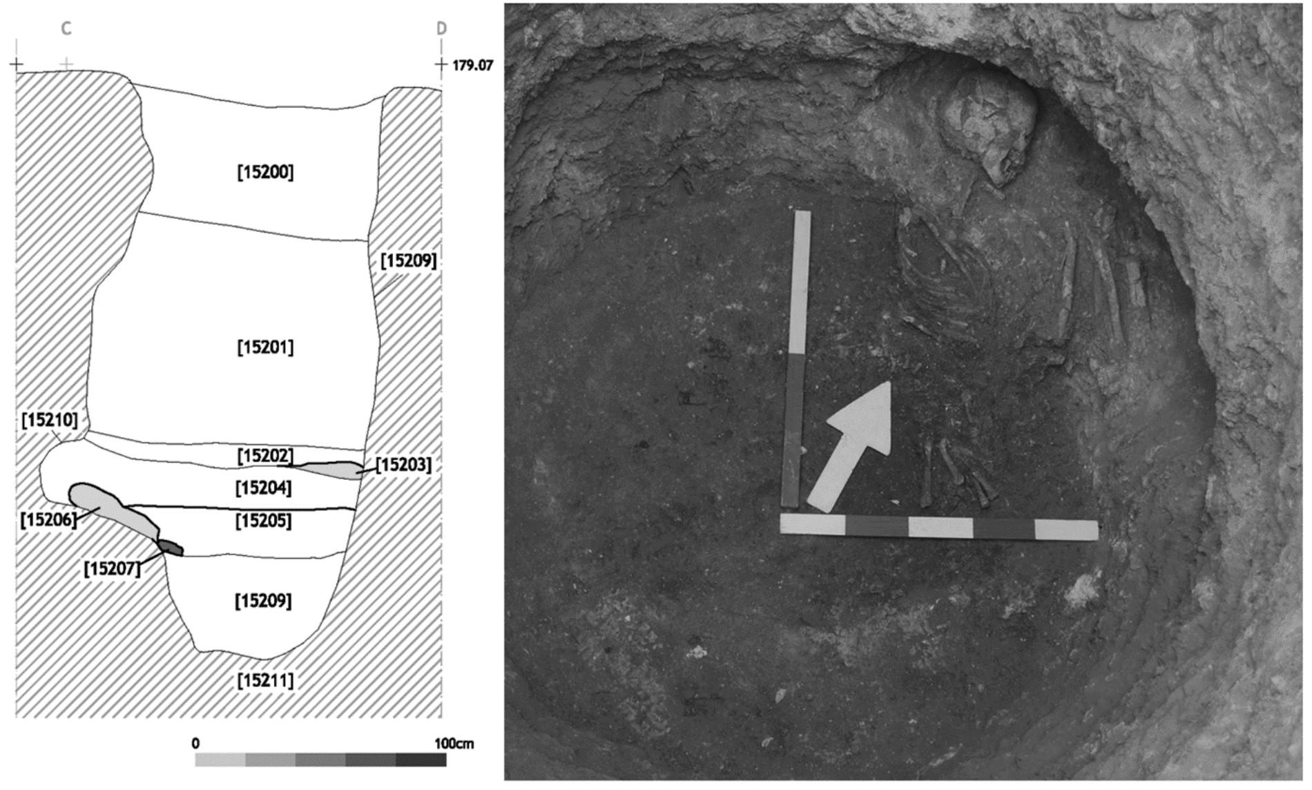 Figure 14 - Pit FE152 — Burial of a sub-adult individual placed in lateral left decubitus, inside a small wall niche (age at death 10 years old). With faunal remains. 