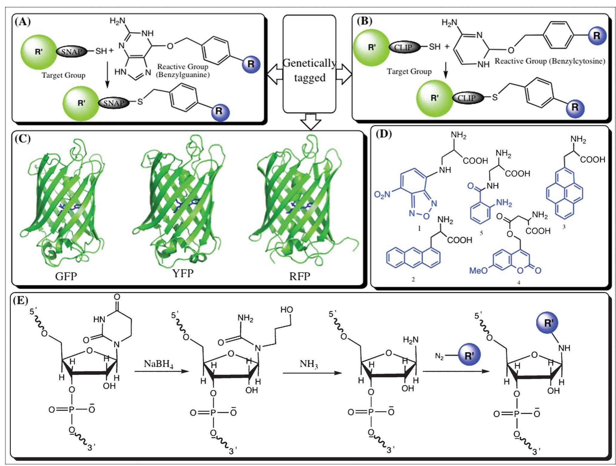 (PDF) Fluorescent Labeling Techniques in Biomolecules: A Flashback
