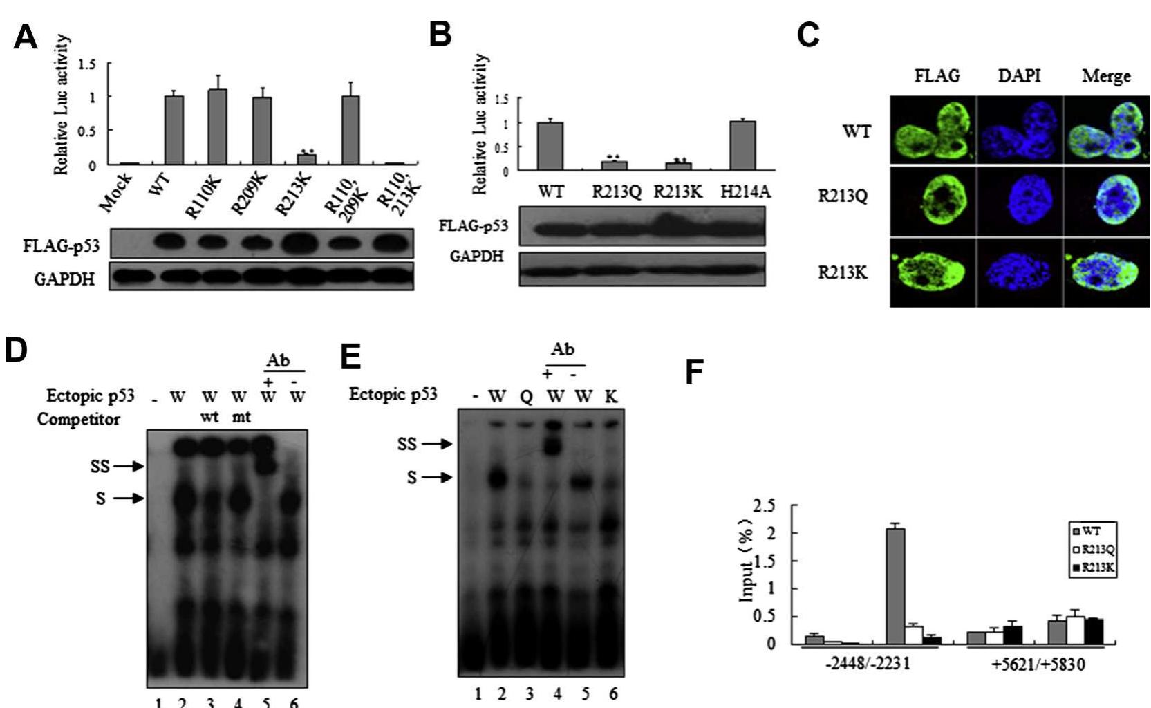 (PDF) The impact of R213 mutation on p53-mediated p21 activity