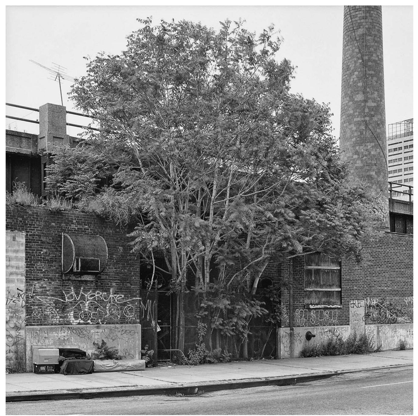Mgure 13.1 Ailanthus. 30th Street and 11th Ave, Manhattan, NY, USA, 2002 (removed 2002  Source: Image courtesy Benjamin Swett. Source: Swett, B. (2013) New York City of Trees, Quantuck Lane Press, New York City, NY. 