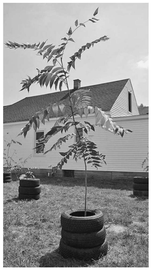 Namely, an intentional approach to metabolizing the tree creates localized relationships which support both human and non-human actors. ‘The humans do discursive and symbolic work on behalf of the tree while the tree provides material to that effort and insight into the history of abandonment and deindustrialization in the city. If, in the current global economic and ecological conjuncture, the production of disturbed urban ecologies in which Tree of Heaven thrives seems inevitable, then the Woodshop might be understood as a form of eco-art which resists the violences and erasures of those productions by helping the tree itself to become ‘worthy’ of political consideration. Tree of Heaven Woodshop’s emphasis on both material and representational strategies of mutual diffusion suggests that a more sensuous and practical engagement with Tree of Heaven can push back against insistent demands for productivity, redevelopment, and ‘improvement.’ In this context, the tree is not merely a transitional object en route to neoliberal redevelopment and management strategies. It is, instead, an active component of a holistic symbolic and material network which can support efforts to forge intentional and responsible ecological and forestry practices in the forgotten and abandoned spaces of urban capitalism. The Woodshop’s method is not devoid of ethical problems—the death of individual trees, for example—but it does embody a creative potential expressed in alternative valuations and modes of relating to urban ecologies. 