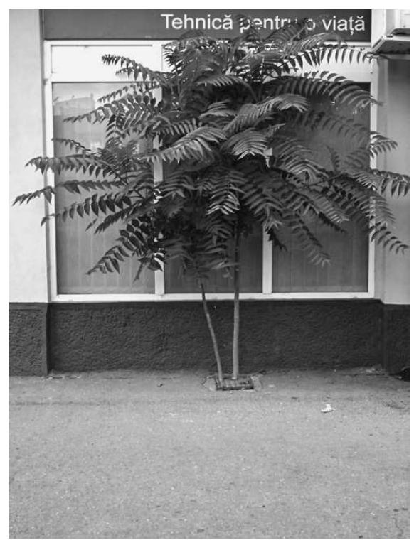 an a ne  Throughout this chapter, I have invoked a variety of examples to illustrate how Tree of Heaven can aid in queering conceptions of the urban forest. In the first example, Tree of Heaven is connected to the erasure and redevelopment of an abandoned landscape. We should not see the tree’s disappearance as incidental to either the narrative or the material processes of gay and green gentrification. Instead, by recalling its presence and noting its absence, we invite a form of queer memory and mourning for a space of successional ecological emergence and for counter-normative social relations. This case also demonstrated how ‘the queer’ can be enrolled in a process of its own destruction. Rather than seeing Tree of Heaven as an unruly inhabitant better displaced than embraced, the second example calls us to ask how, and on whose terms, we might ally with the tree in mutualist relation. Here, queerness directs us toward recognition and engagement with difference as a matter of both practice and principle. Here, the tree is ‘a queer thing,’ queer as noun; once deemed out of place, it is eventually recognized for the enormous amount of work it does to create that very place. In the last case, Tree of Heaven is not only recognized as ‘a queer thing,’ it also prompts the authors to  rewrite a particular history of place from the perspective of the tree itself. The ‘Ghetto Palm’ project suggests Tree of Heaven as ‘queer thing’ or ‘queer being’ and ‘queer doing,’ or queer as verb. This leads us to understand not only what we can make the tree do, but also what is enabled in us if we begin to work with, rather than against, the tree’s persistence. 