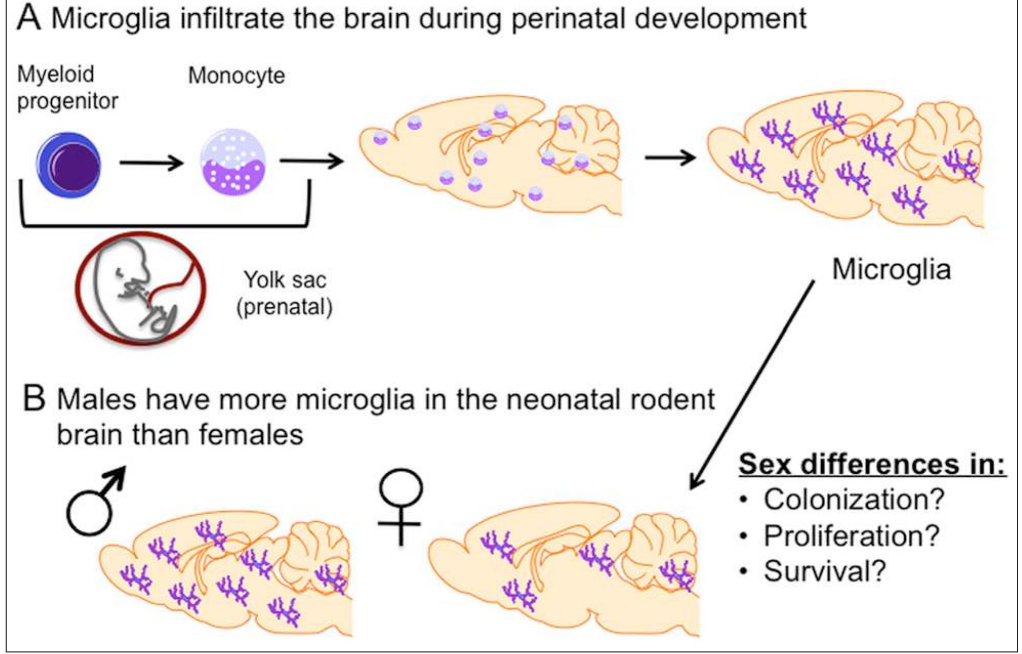 (PDF) A Starring Role for Microglia in Brain Sex Differences