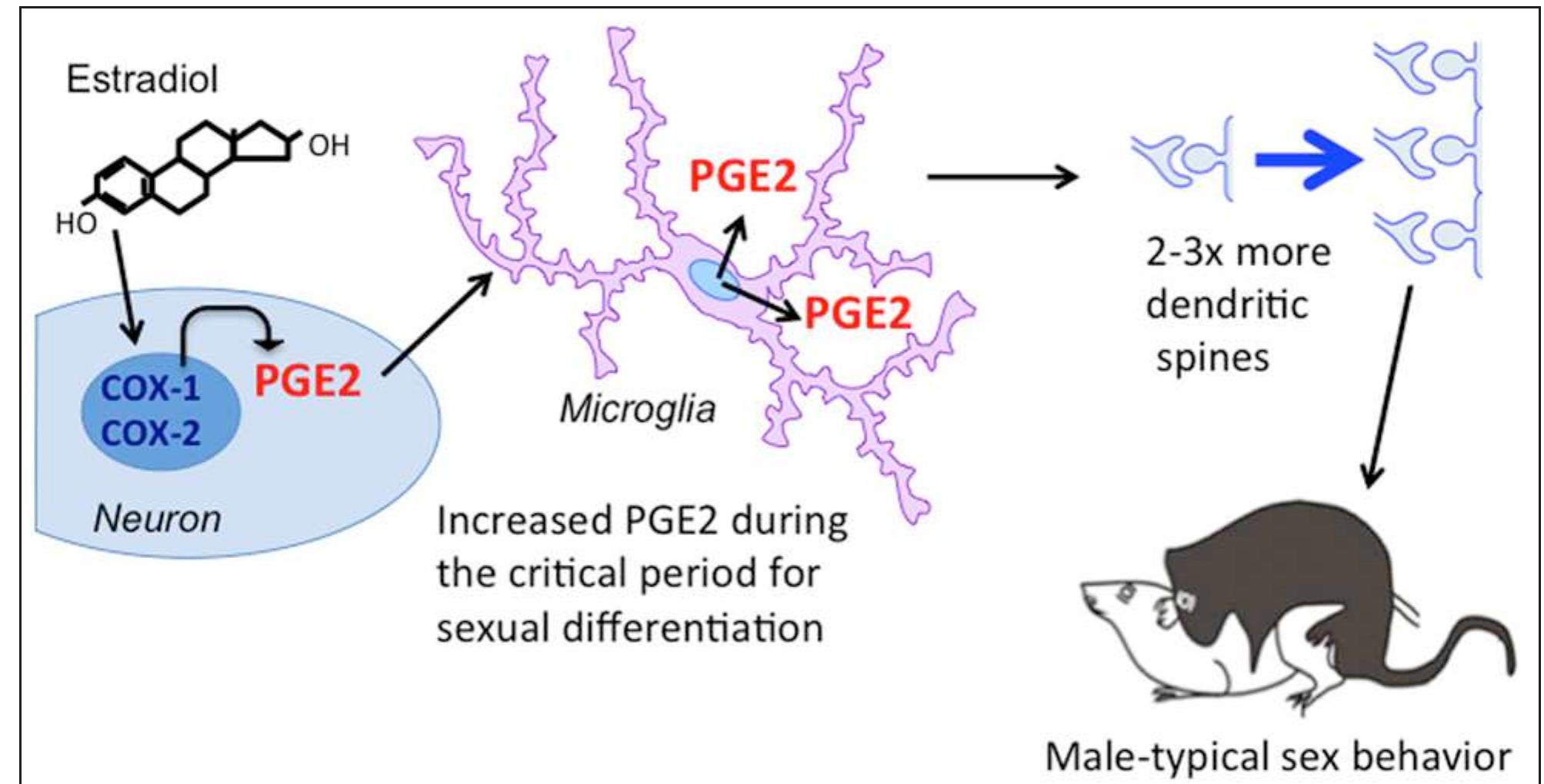 (PDF) A Starring Role for Microglia in Brain Sex Differences