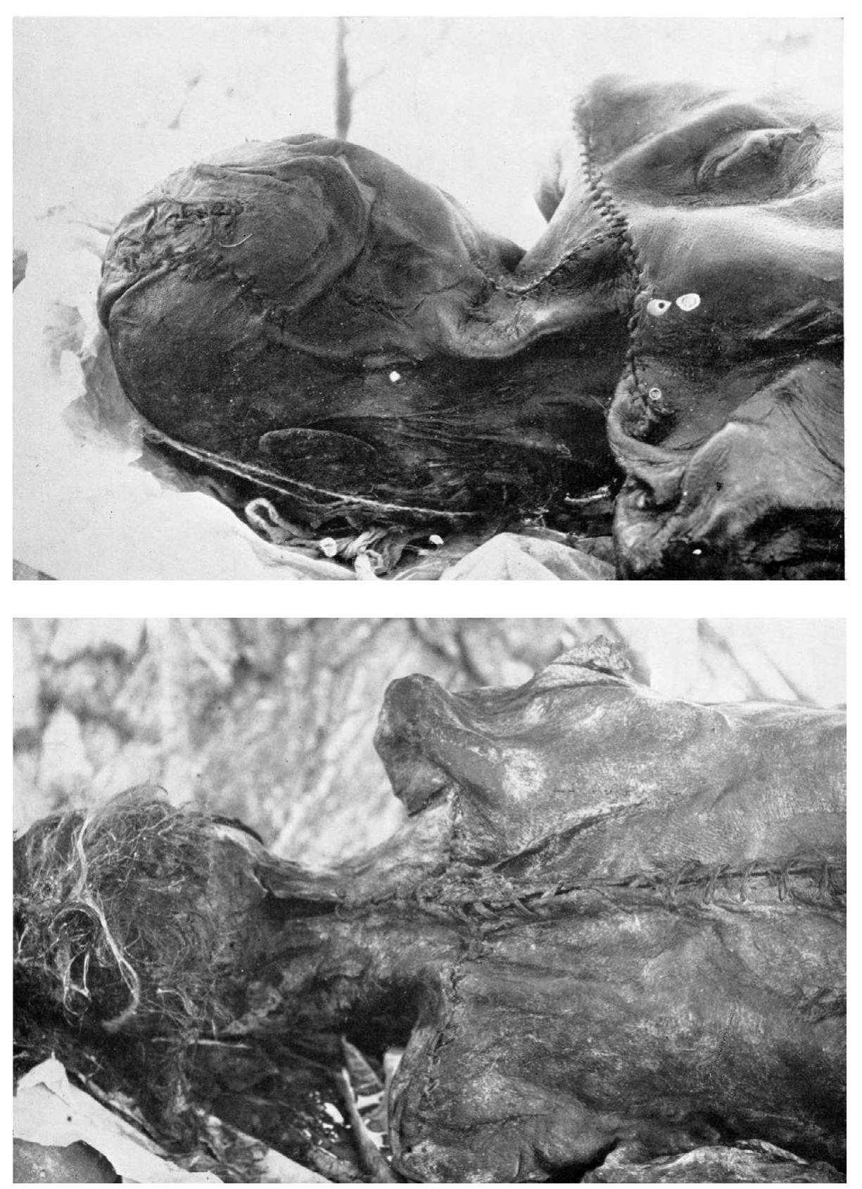 Figure 2.12. Pazyryk 5 female and male mummies, upper and lowe showing embalming (Rudenko 1970, pl. 45, 46).